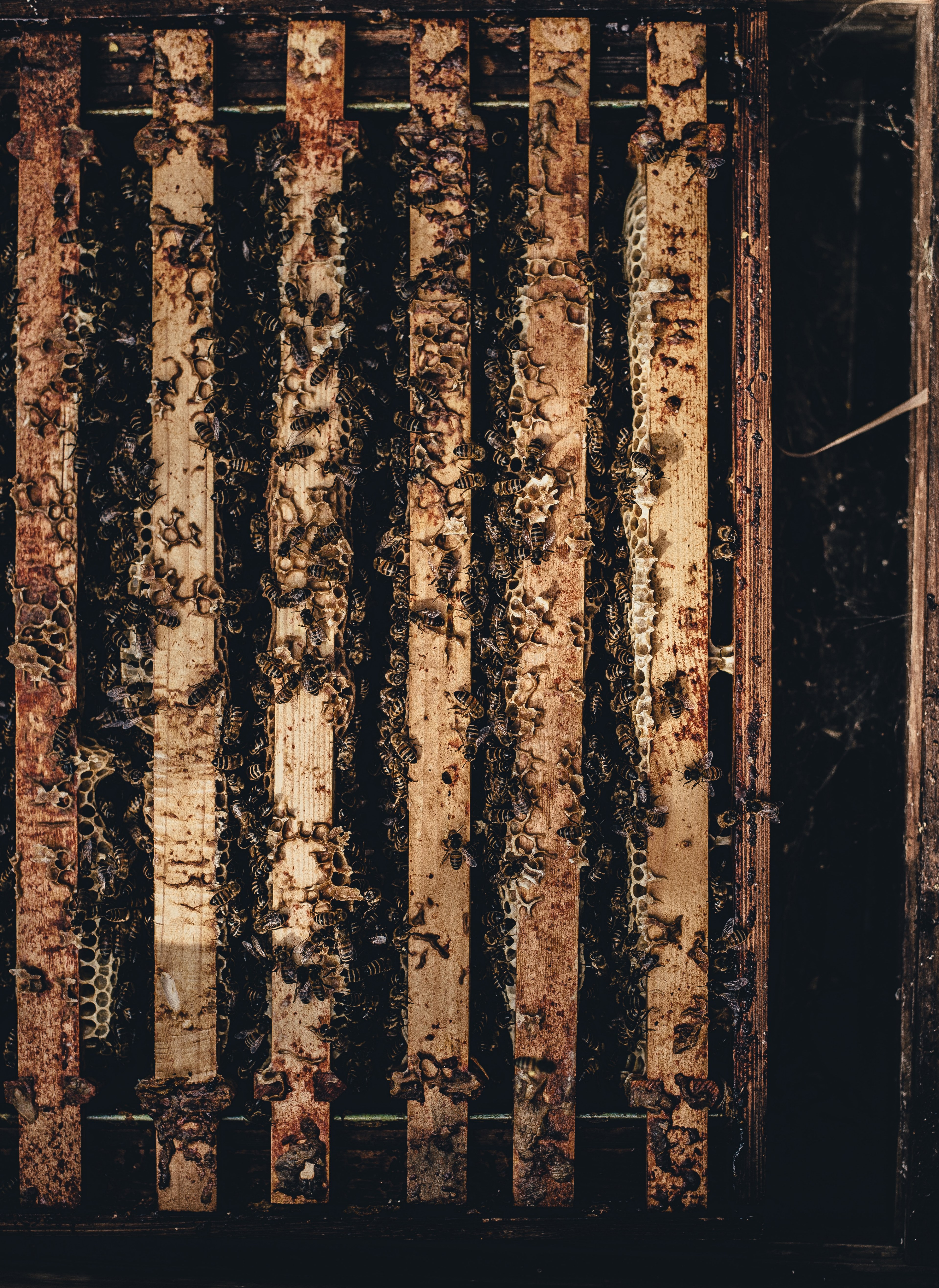 bee hive honey and wing hd, 4k, Phone HD Wallpaper
