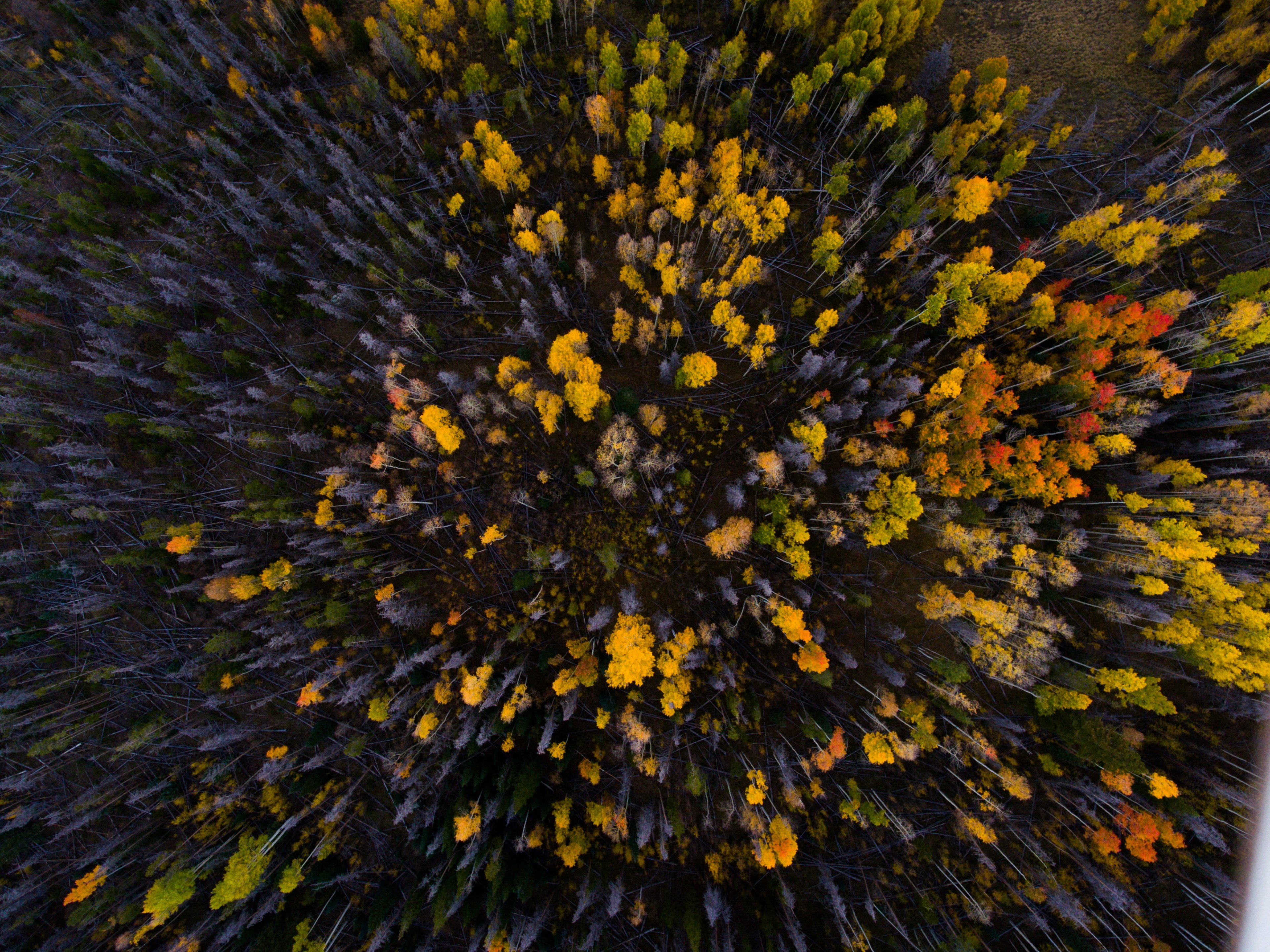a drone shot of a forest with gray and bright yellow treetops, yellow trees in a gray forest 4k, HD Wallpaper