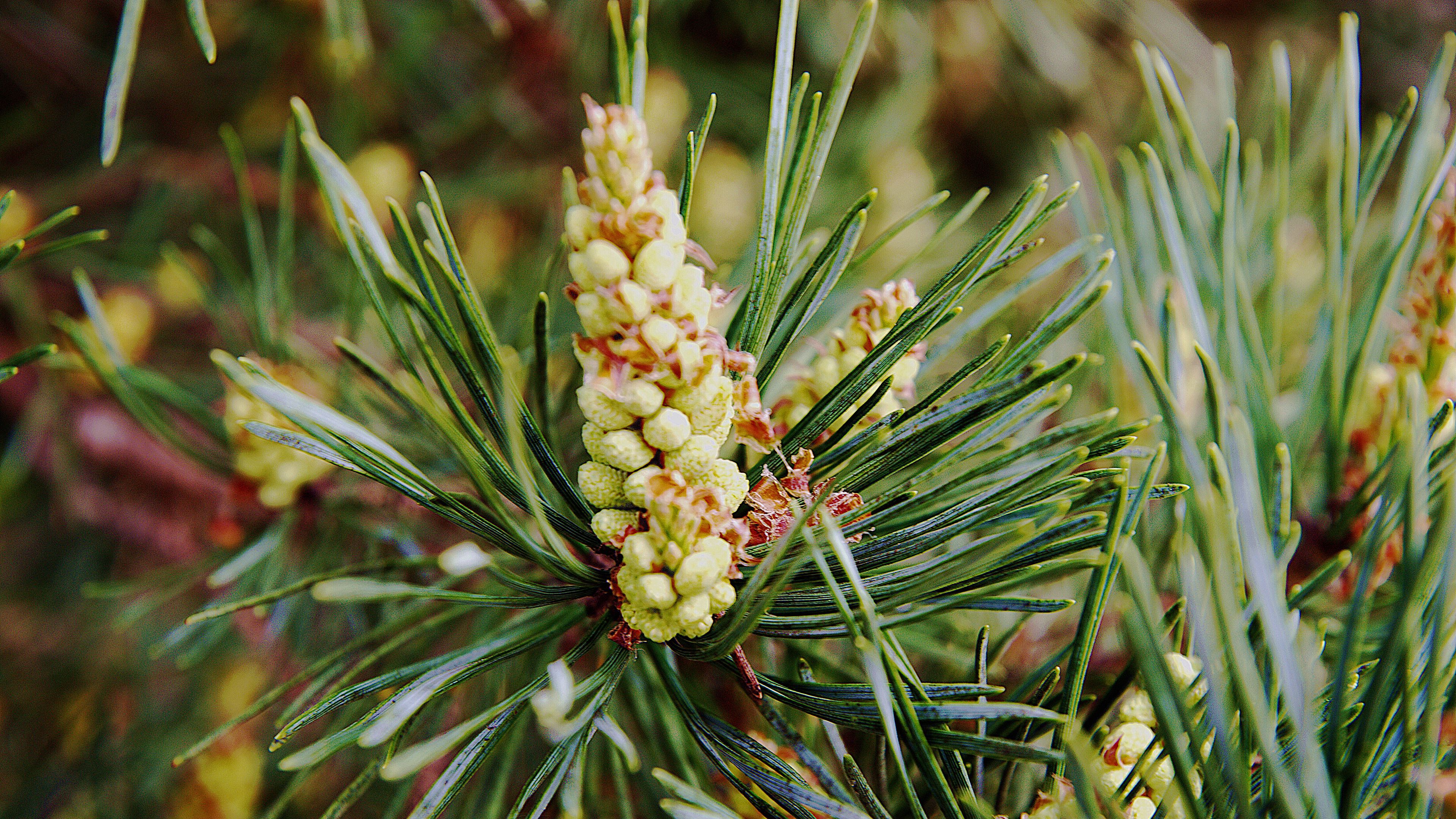 needles, branches, pins, cones, 4k, HD Wallpaper