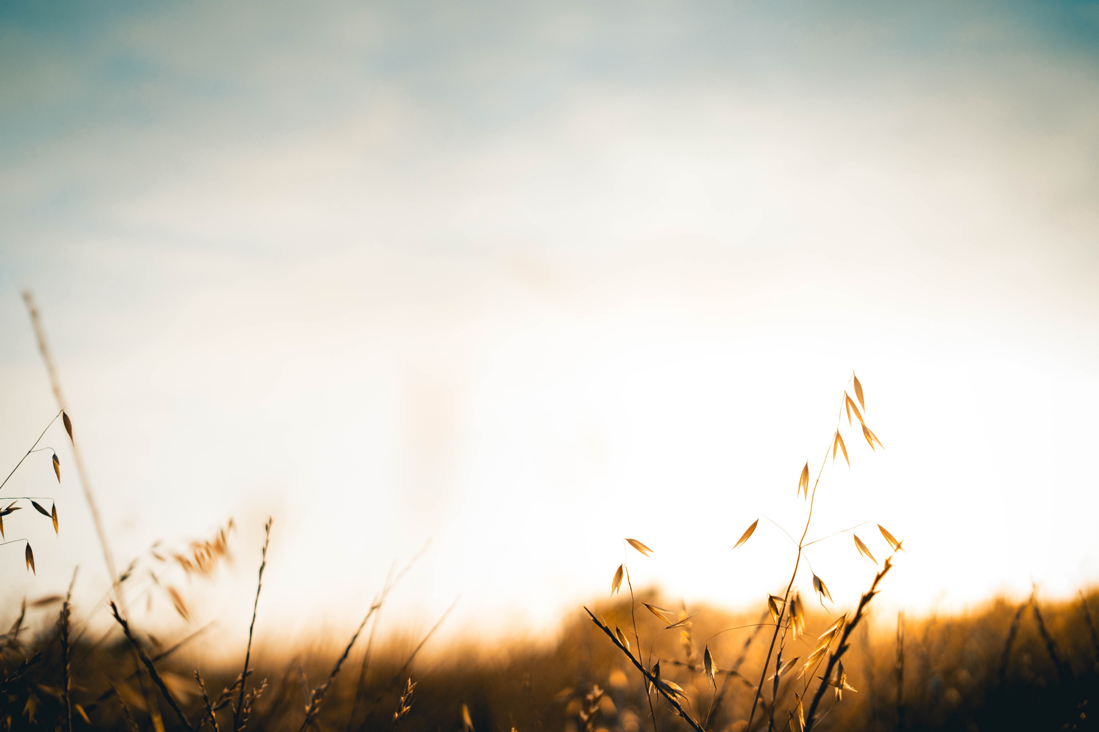 bright sky over a meadow during golden hour, ellwood 4k, HD Wallpaper