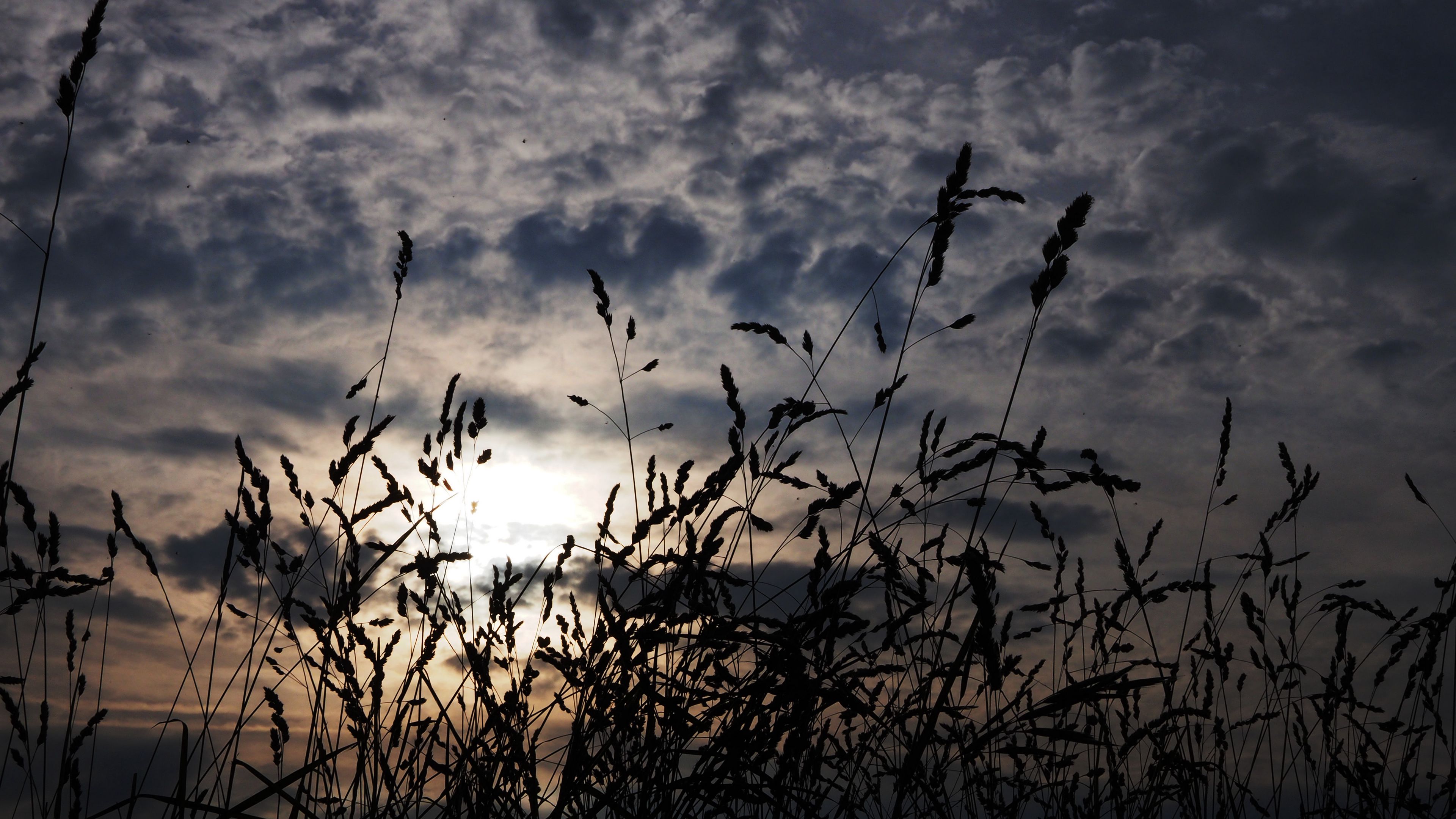 grass, ears, dark, 4k, HD Wallpaper