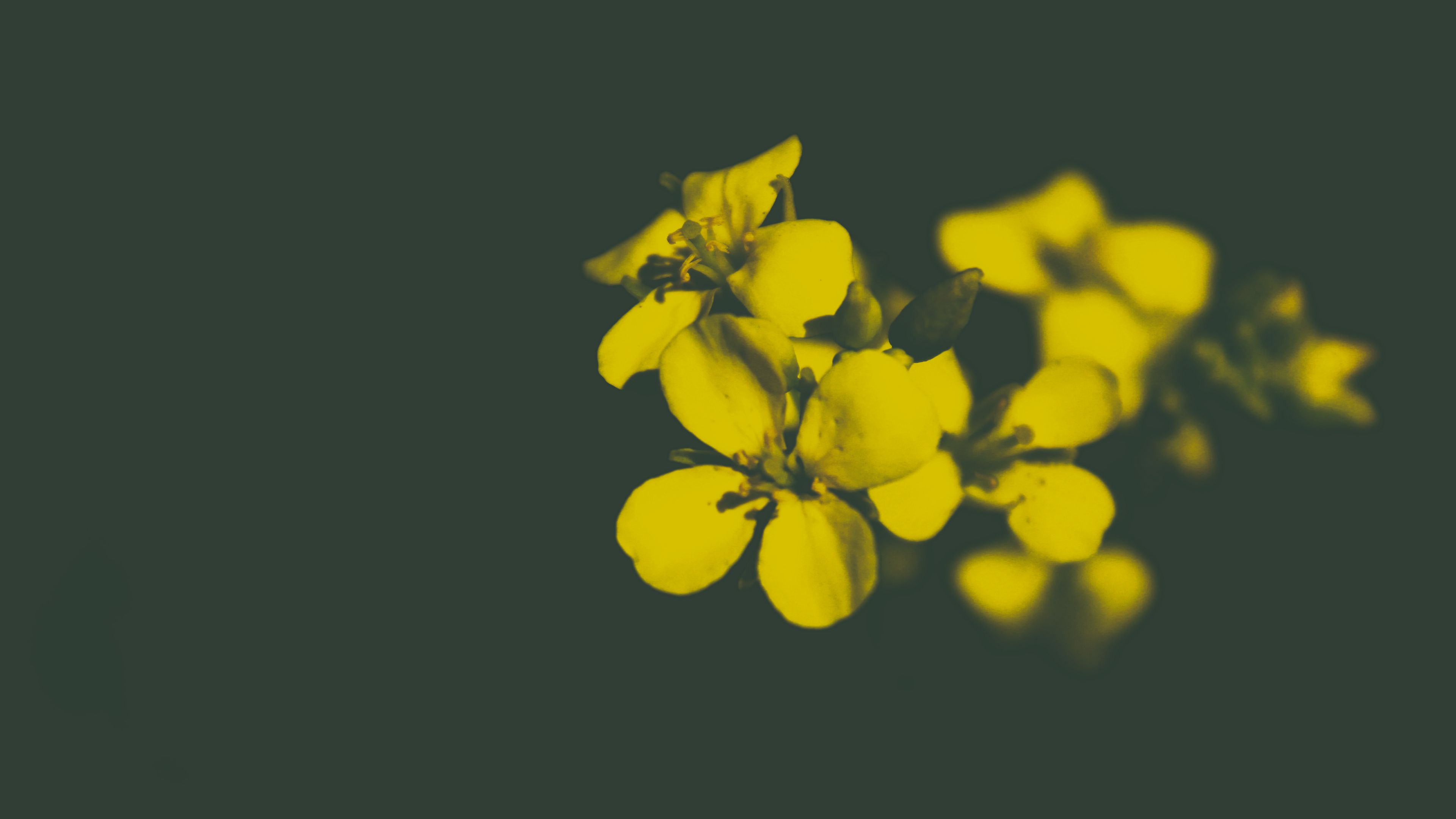 flower, yellow, petals, 4k, HD Wallpaper