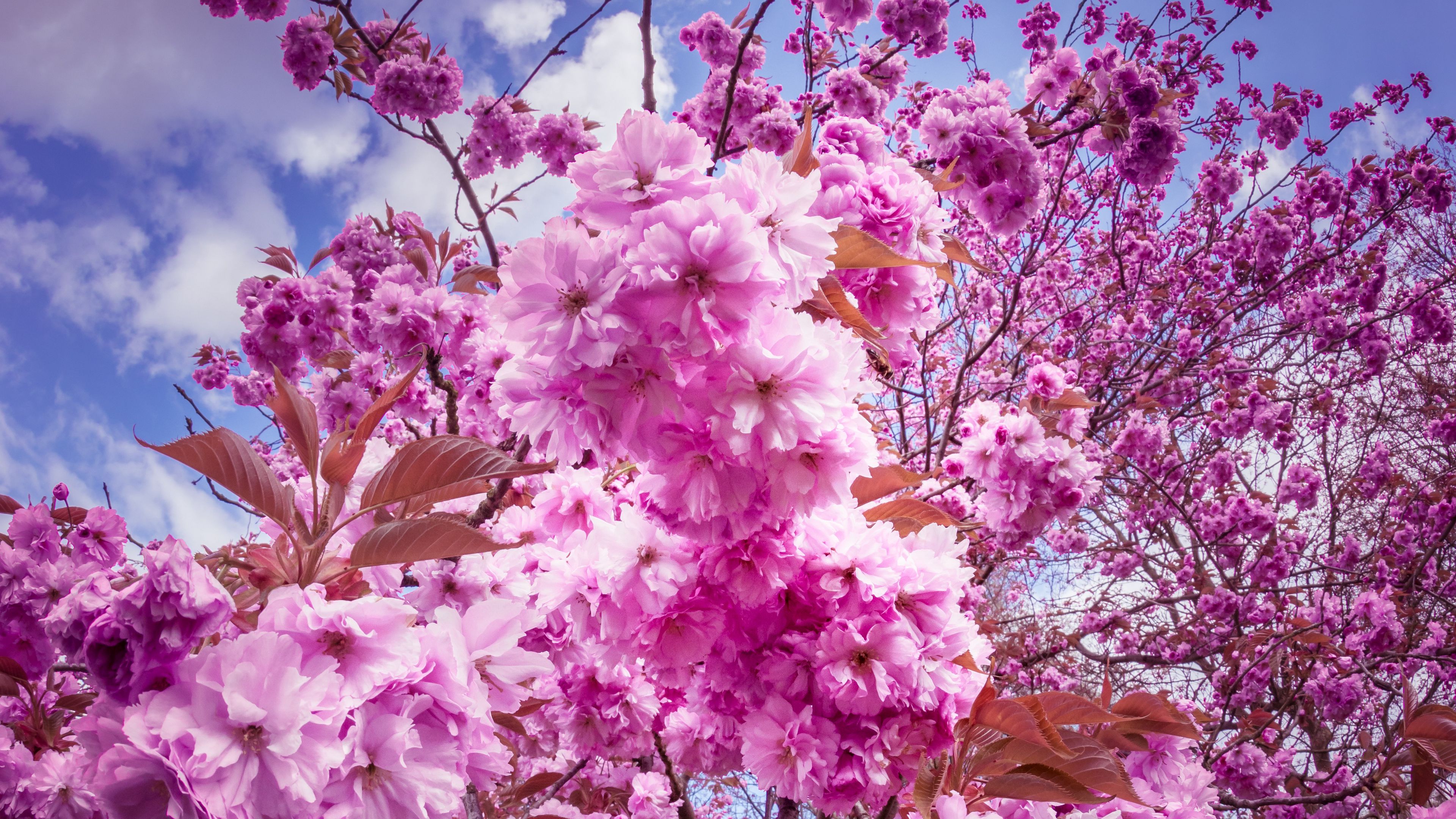 sakura, cherry, flowers, 4k, HD Wallpaper