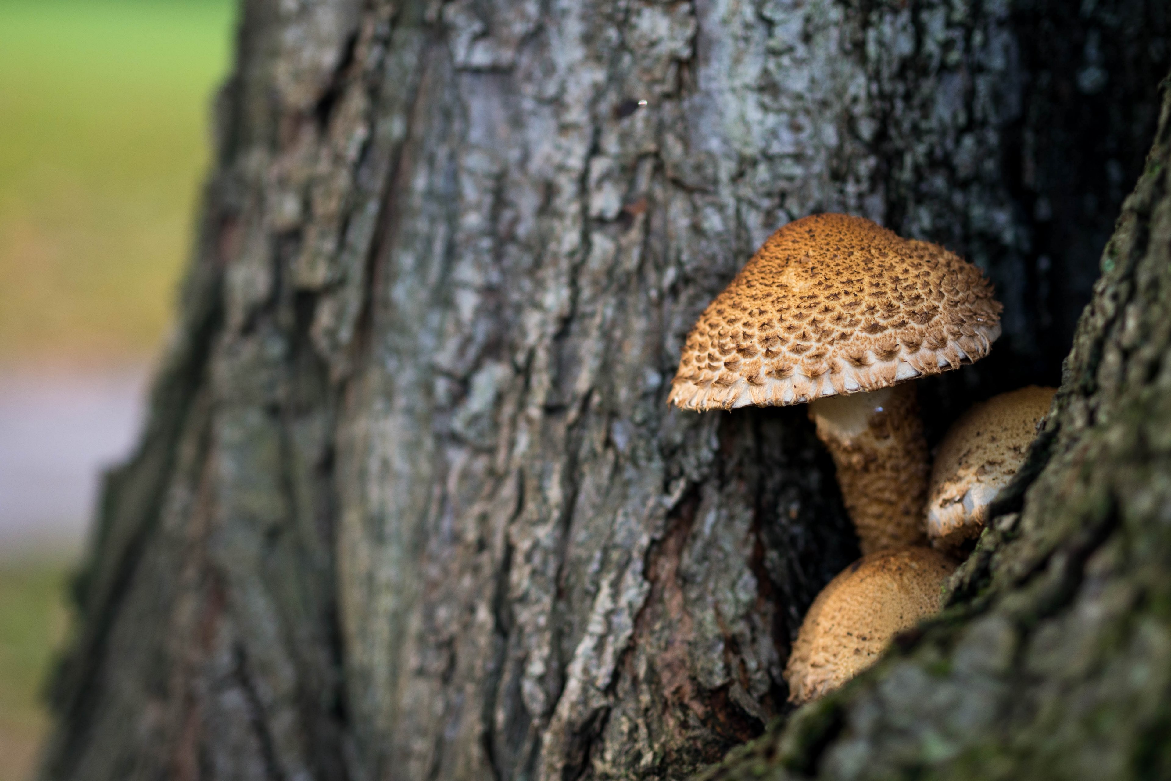 a close up of three parasol mushrooms growing on tree bark, parasol mushrooms on a tree trunk 4k, HD Wallpaper