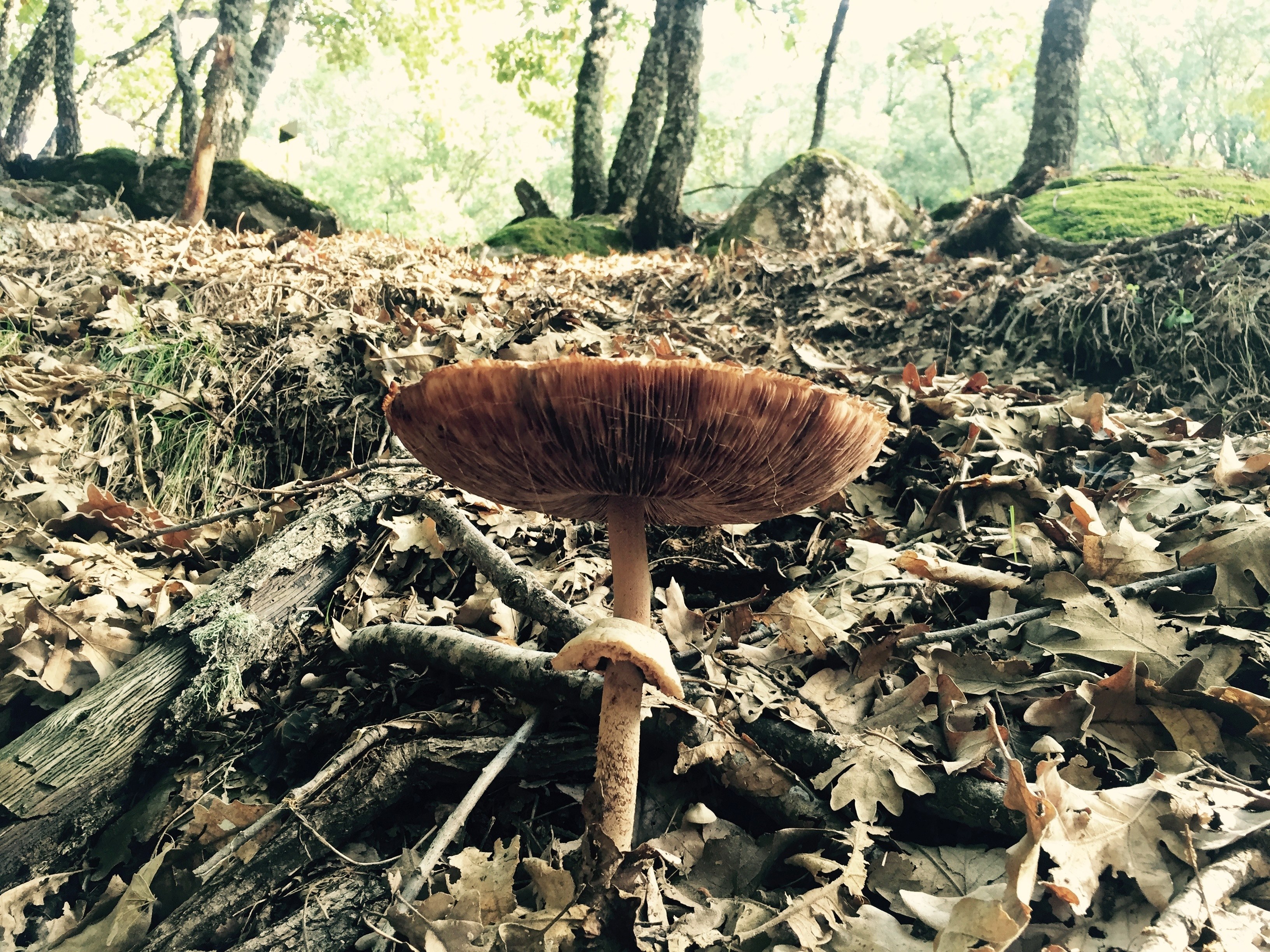 a gilled mushroom on the leaf covered forest floor in sotillo de la adrada, gilled mushroom on an autumn morning 4k, HD Wallpaper