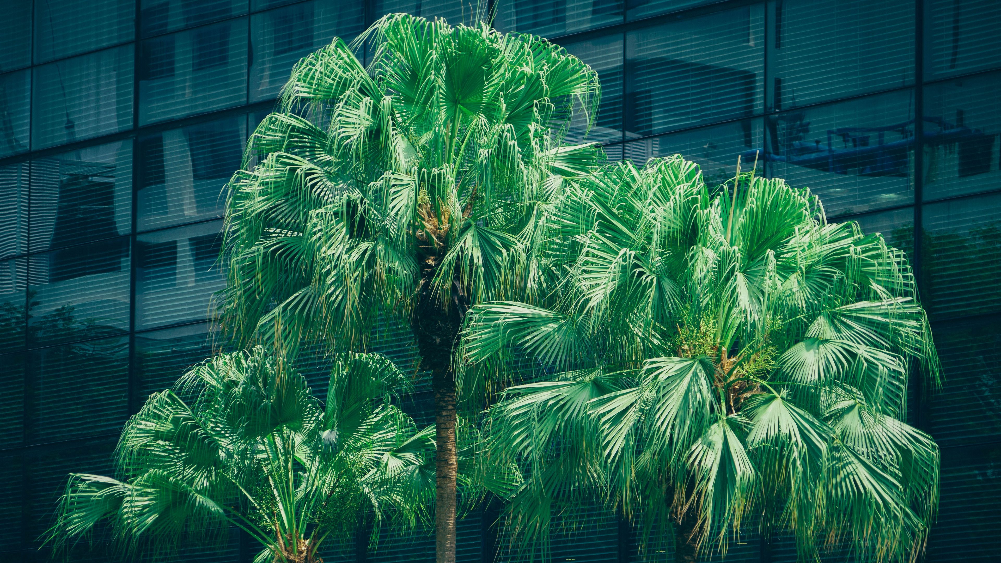palms, trees, foliage, 4k, HD Wallpaper