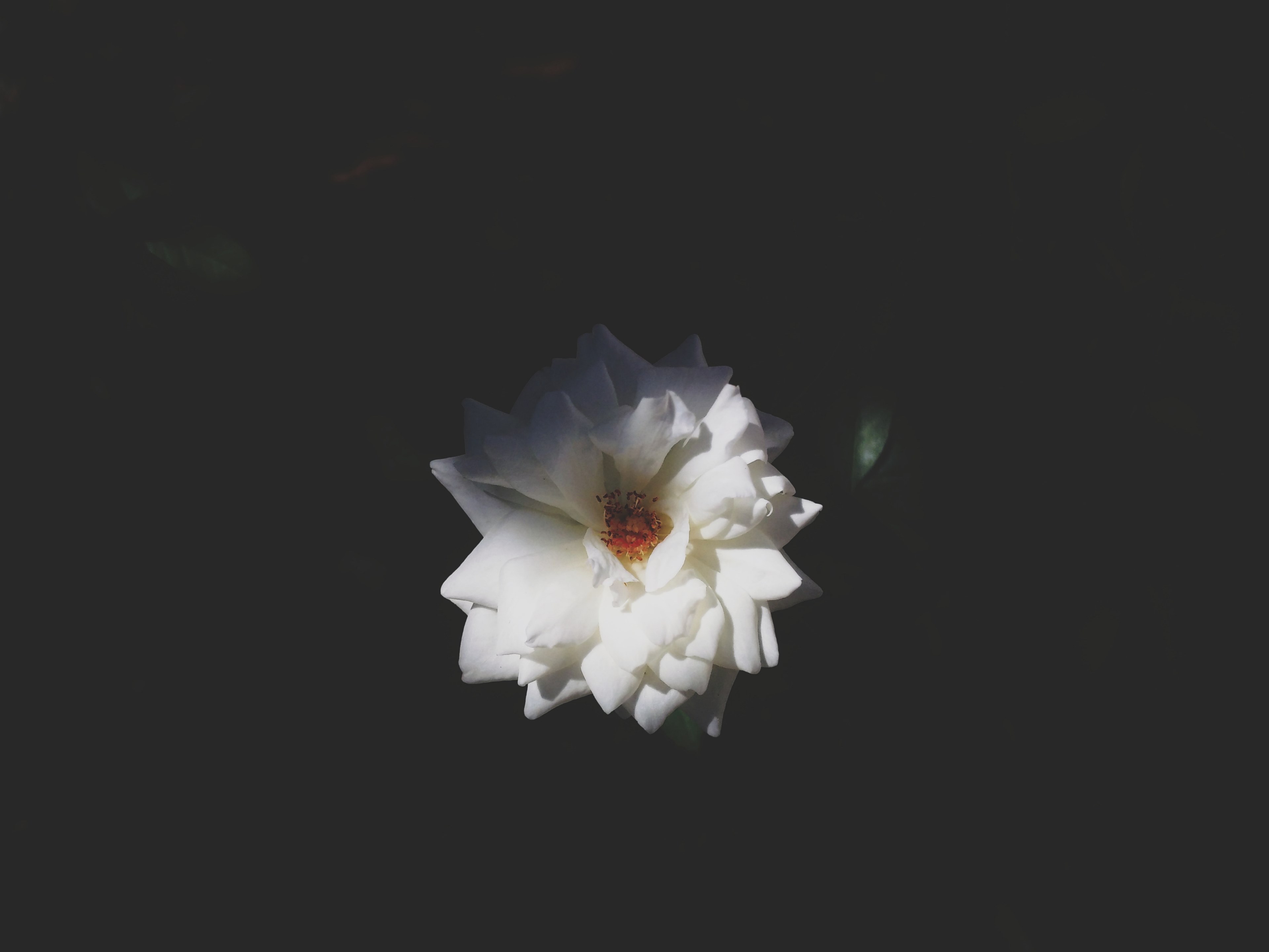 an overhead shot of a flower with silky white petals, silky smooth white petals 4k, HD Wallpaper
