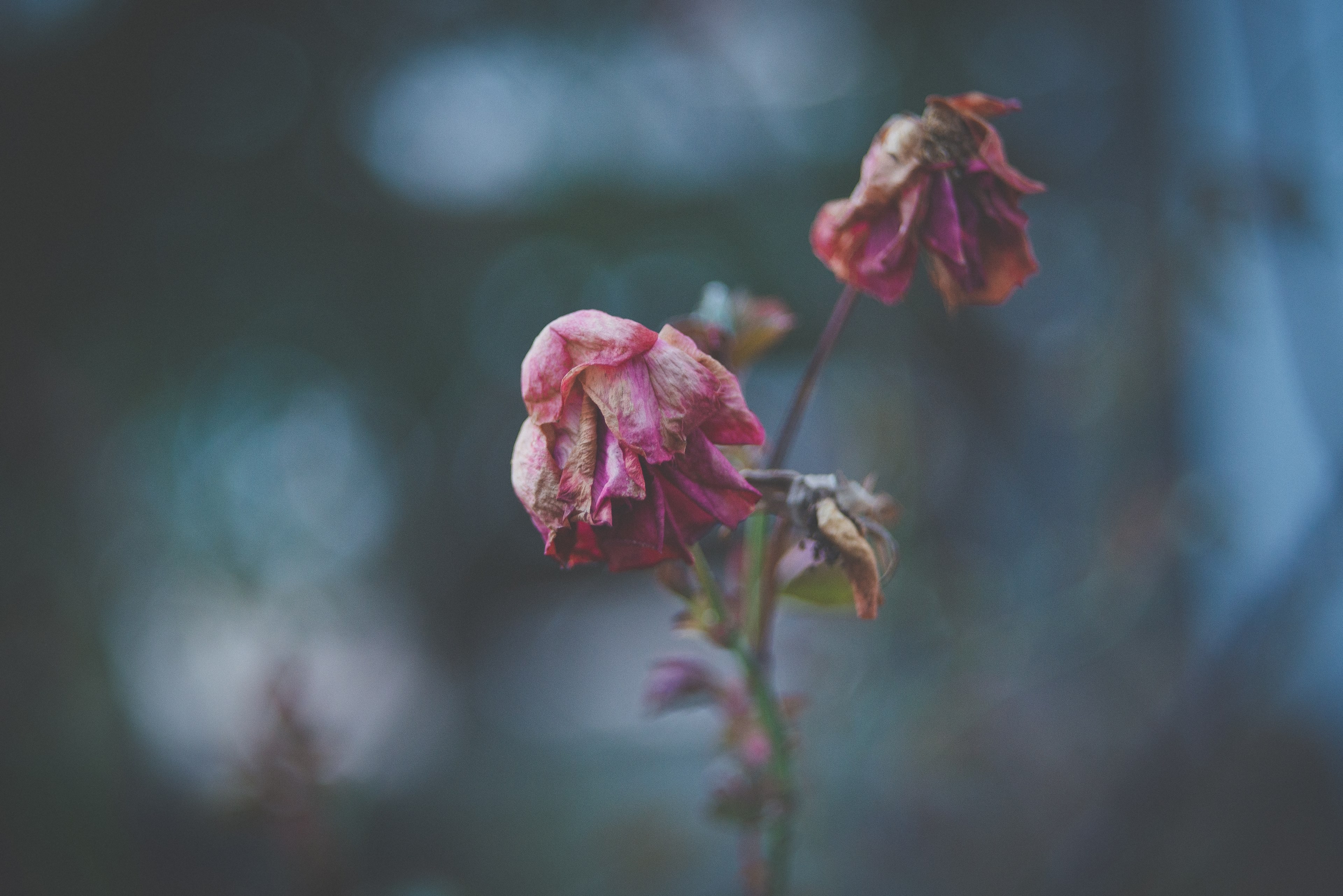 close up of wilting rose flowers, dying rose 4k, HD Wallpaper