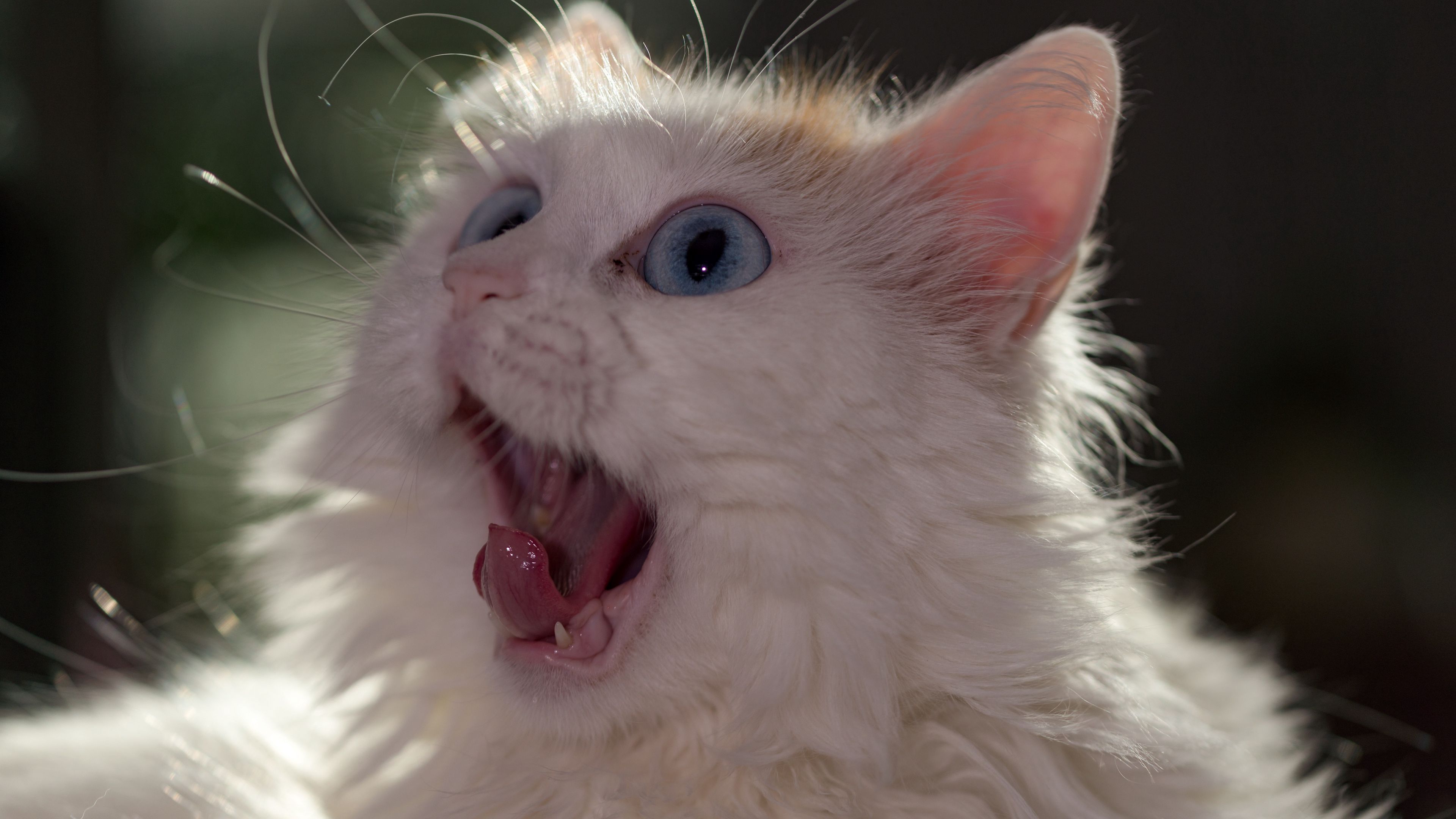 cat, muzzle, wonderment, tongue, fluffy, 4k, HD Wallpaper
