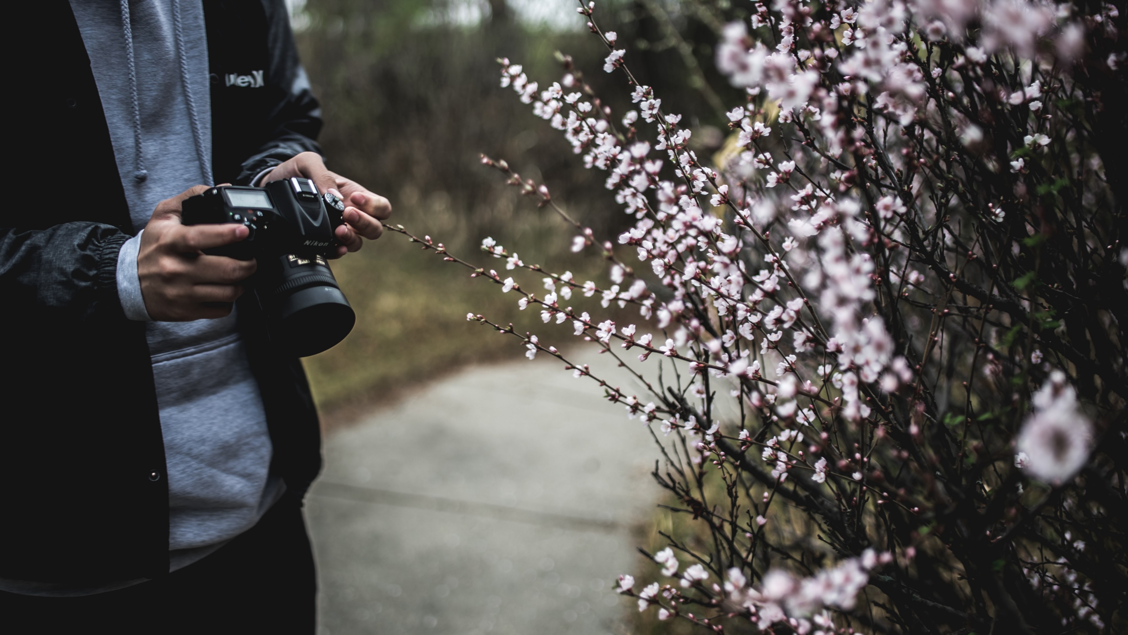 a man with a dslr camera next to a bush covered with small white flowers, photographing flowers on a walk 4k, HD Wallpaper