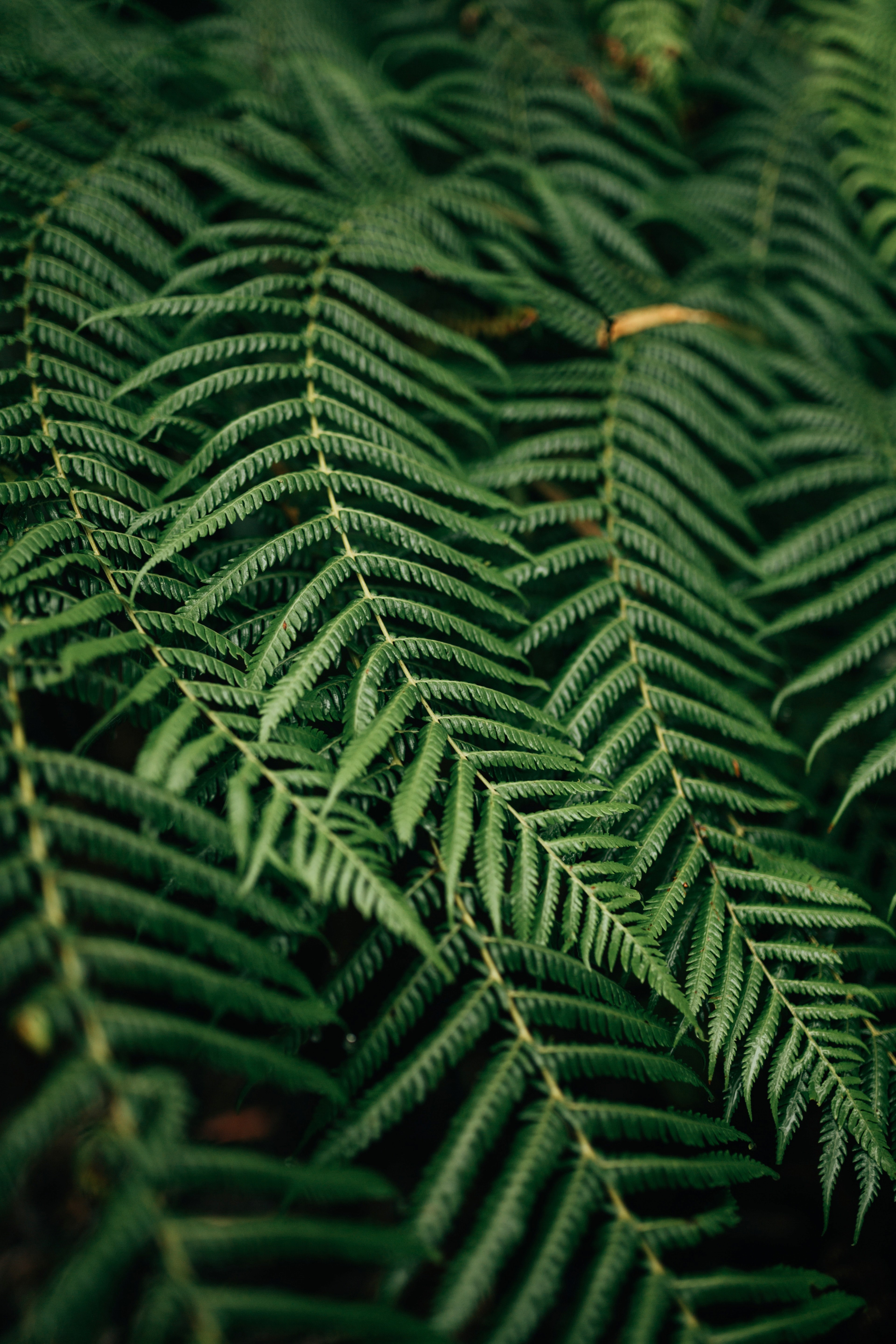 simple green ferns 4k, Phone HD Wallpaper