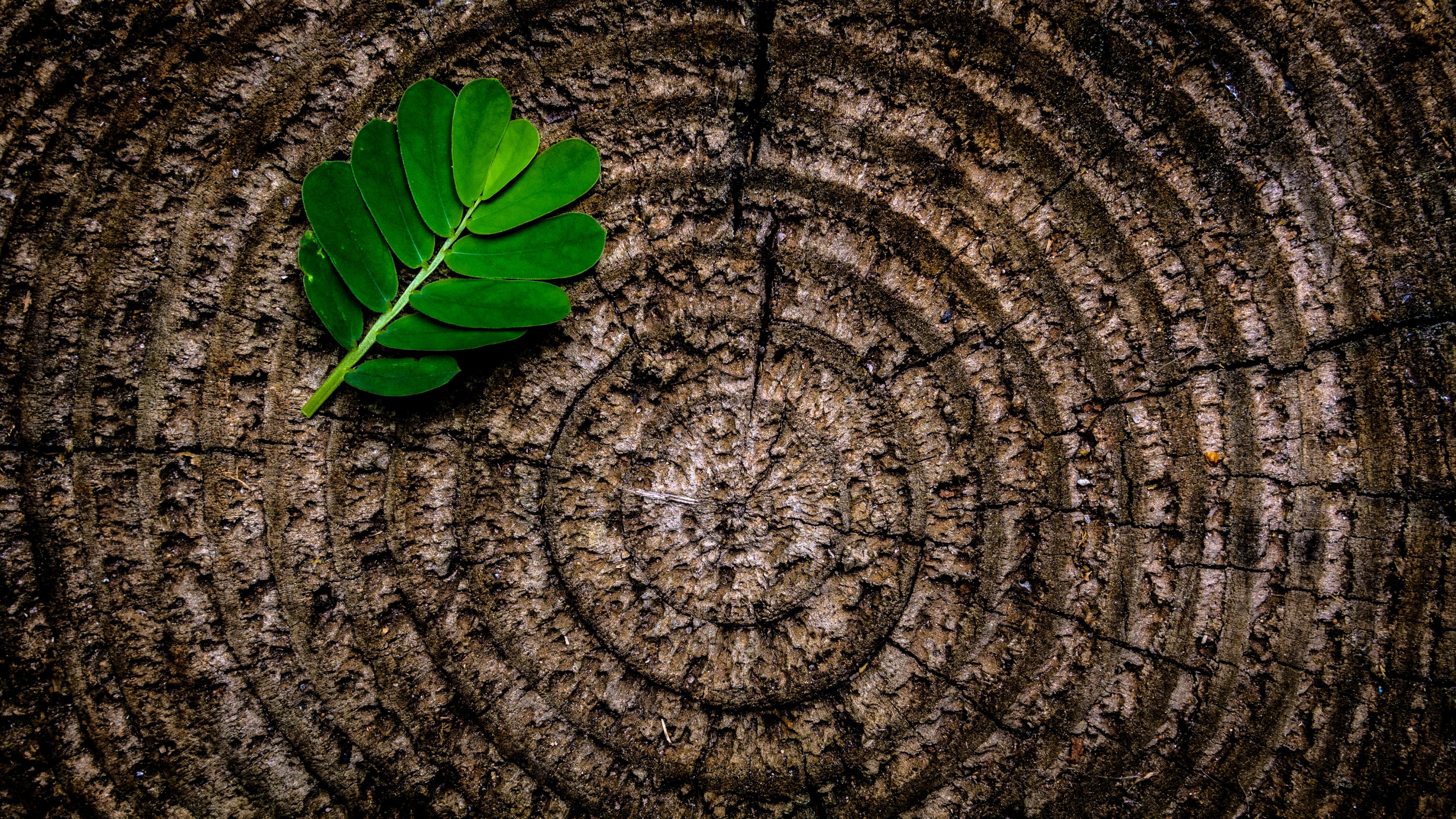an overhead shot of a small leafy branch on top of a large tree stump, the fresh and the ancient 4k, HD Wallpaper