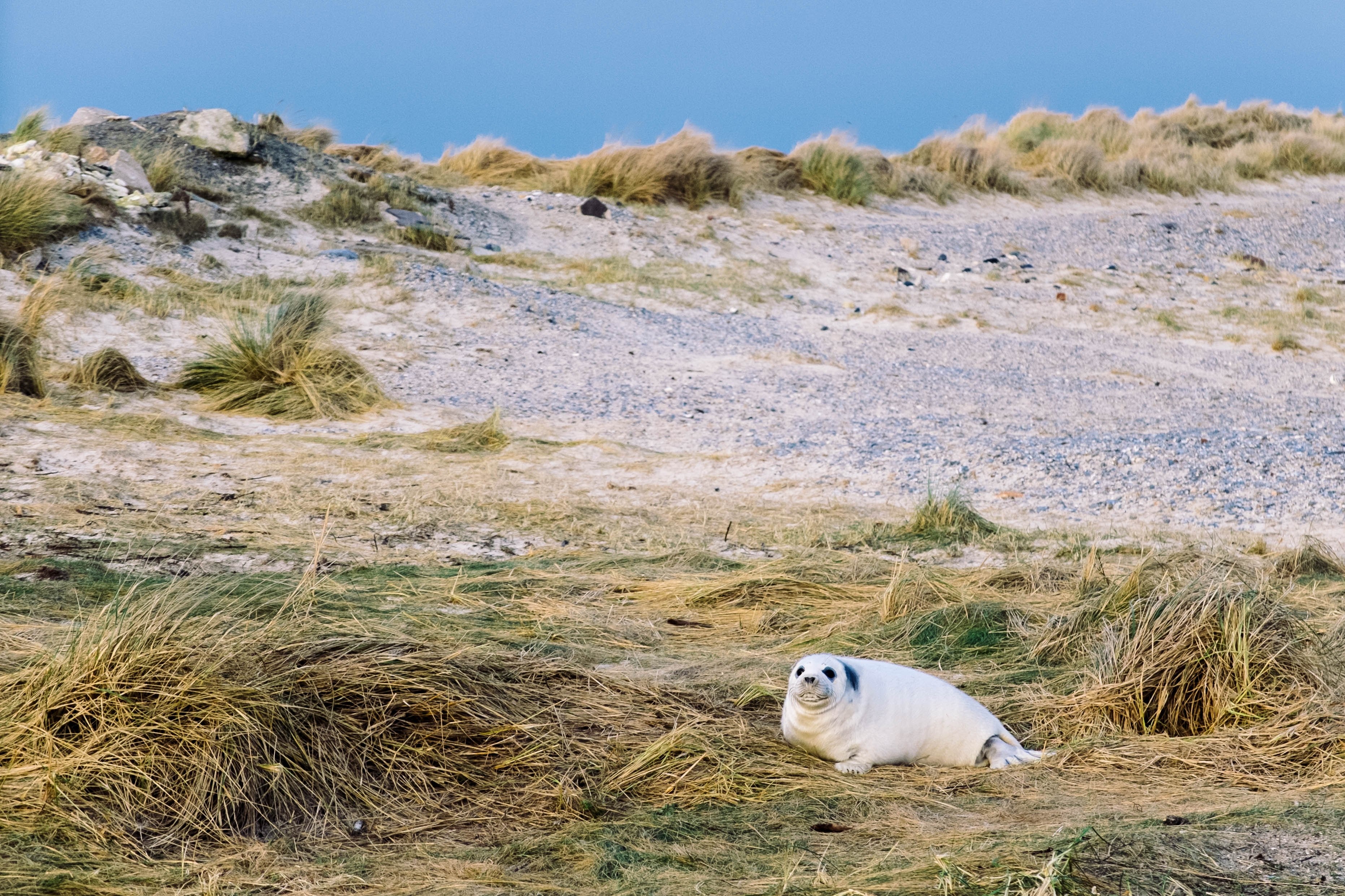 white sea lion pup in dune grass near beach in daytime heligoland, sea lion pup heligoland 4k, HD Wallpaper