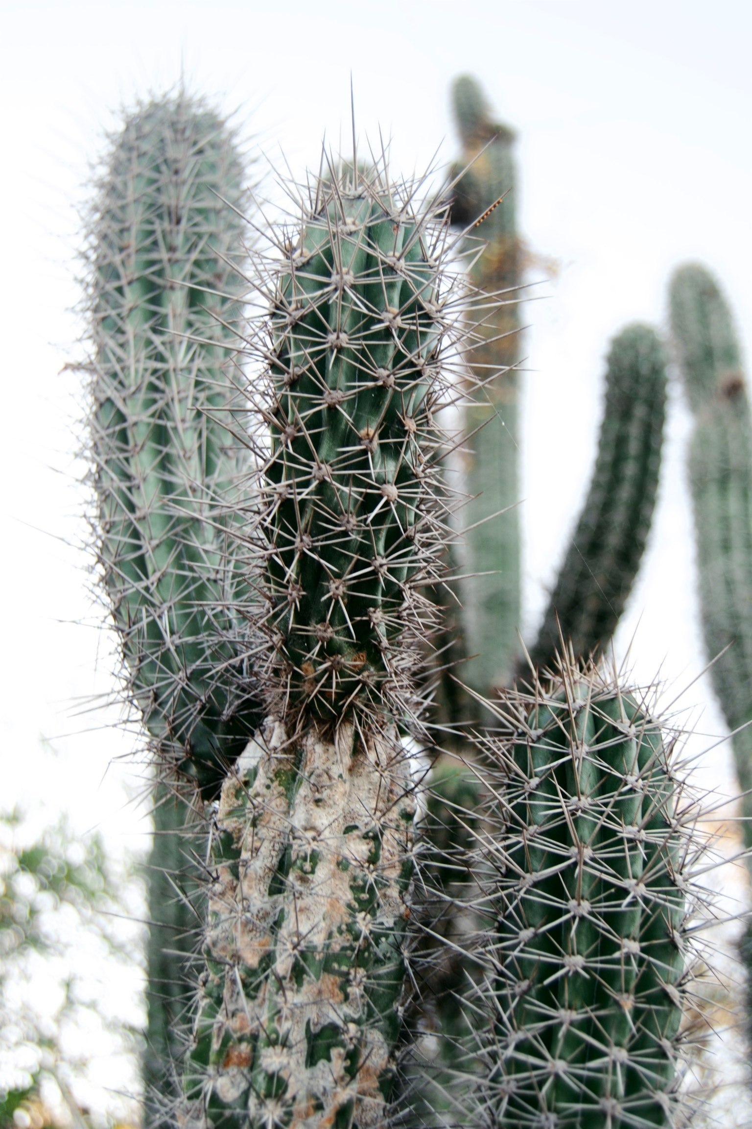 cactus on ridgeline trail 4k, Phone HD Wallpaper