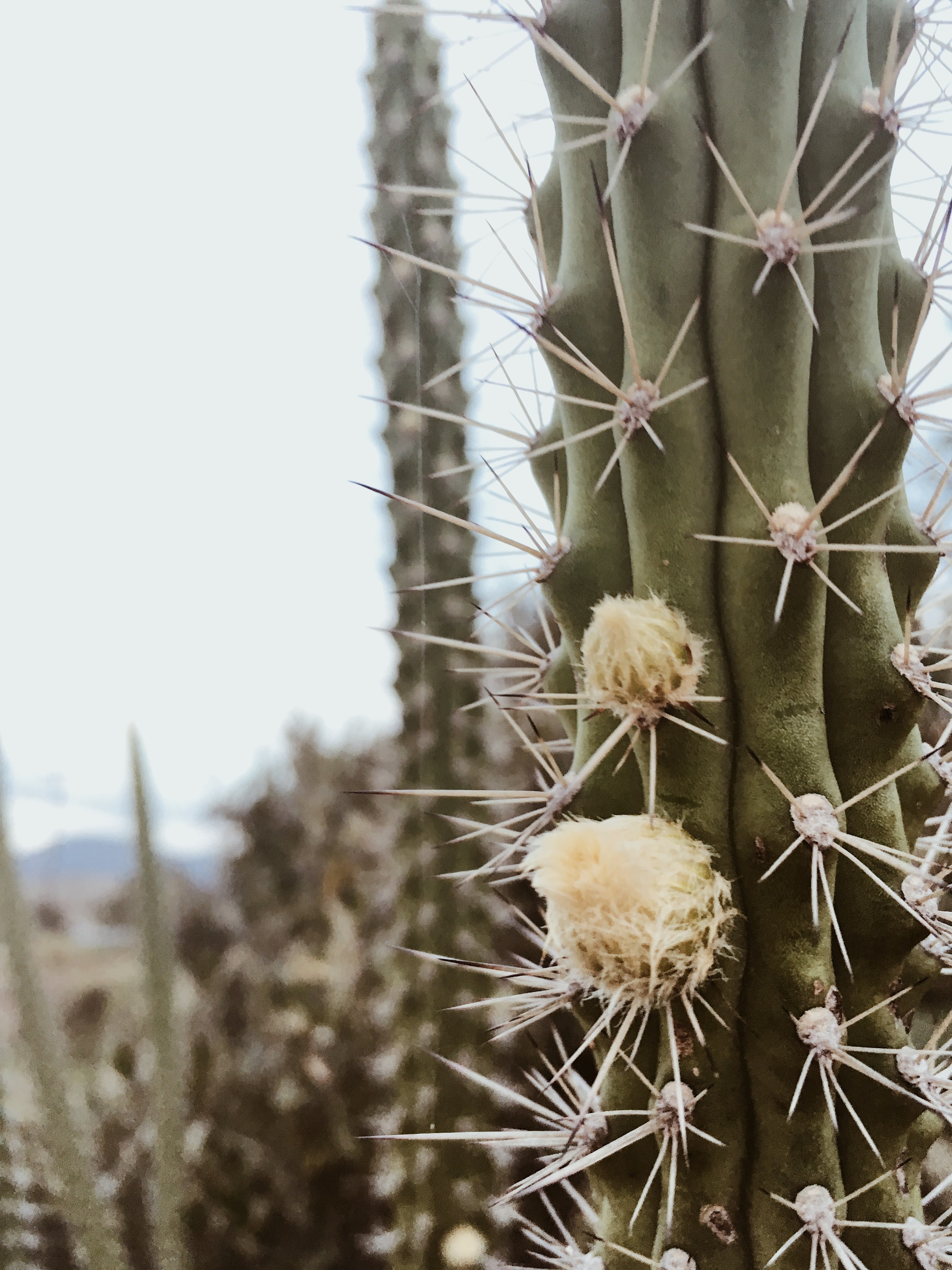 cactus in bloom 4k, Phone HD Wallpaper