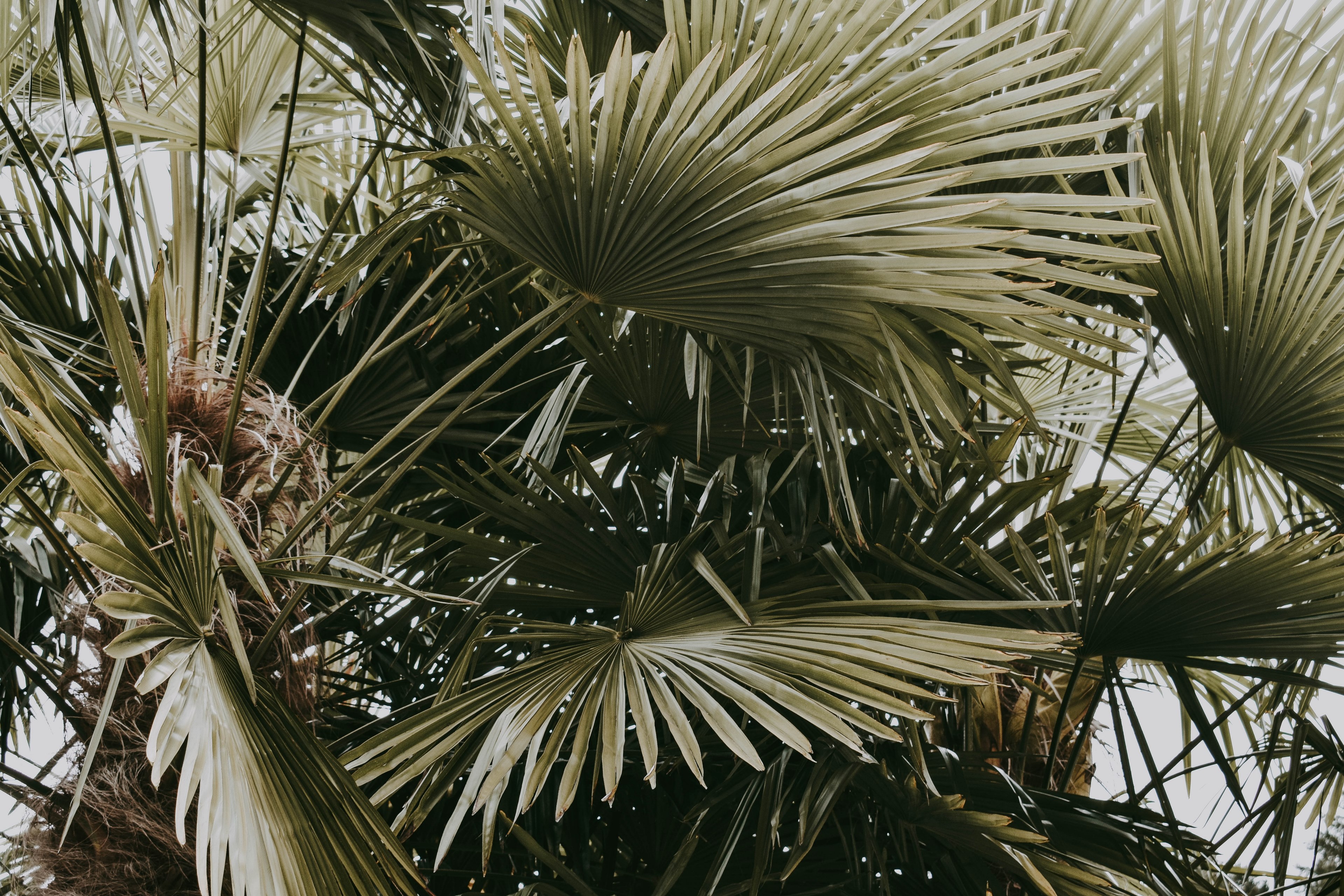 tree palm victoria bc and nature 4k, HD Wallpaper