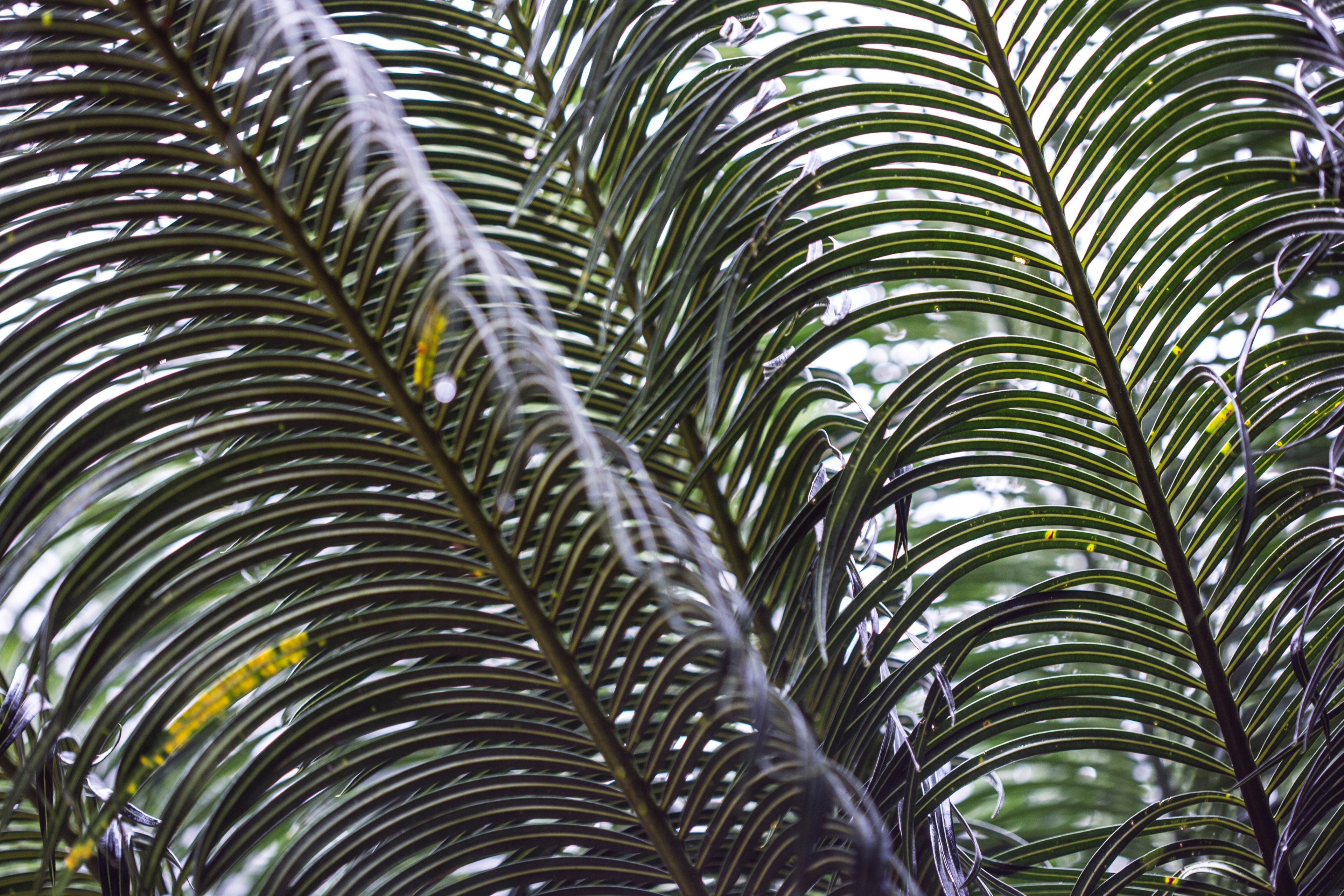 tree greenery green and palmtree 4k, HD Wallpaper