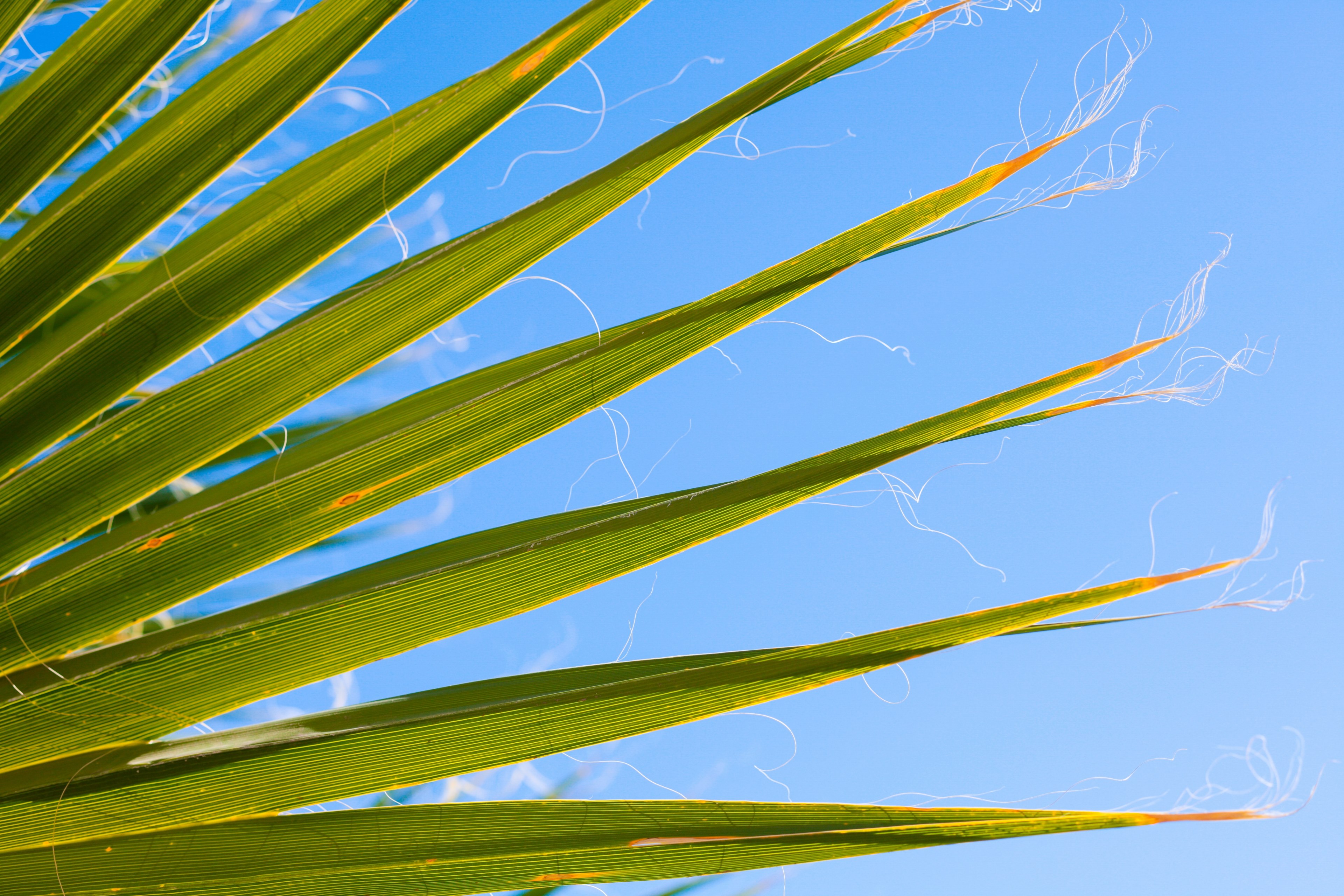 palm spring desert palm desert and tree 4k, HD Wallpaper