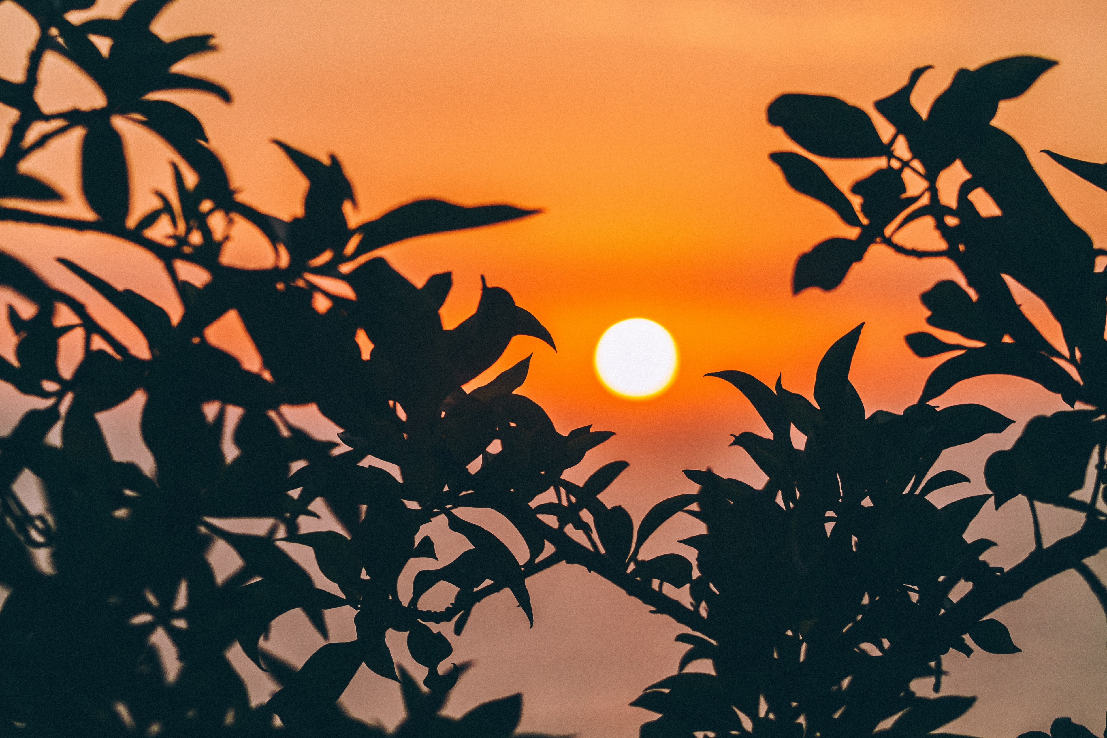 silhouette branch and leaves in the foreground with an orange sunrise or sunset in the background in the lima region, silhouette branch and leaves with orange sky 4k, HD Wallpaper