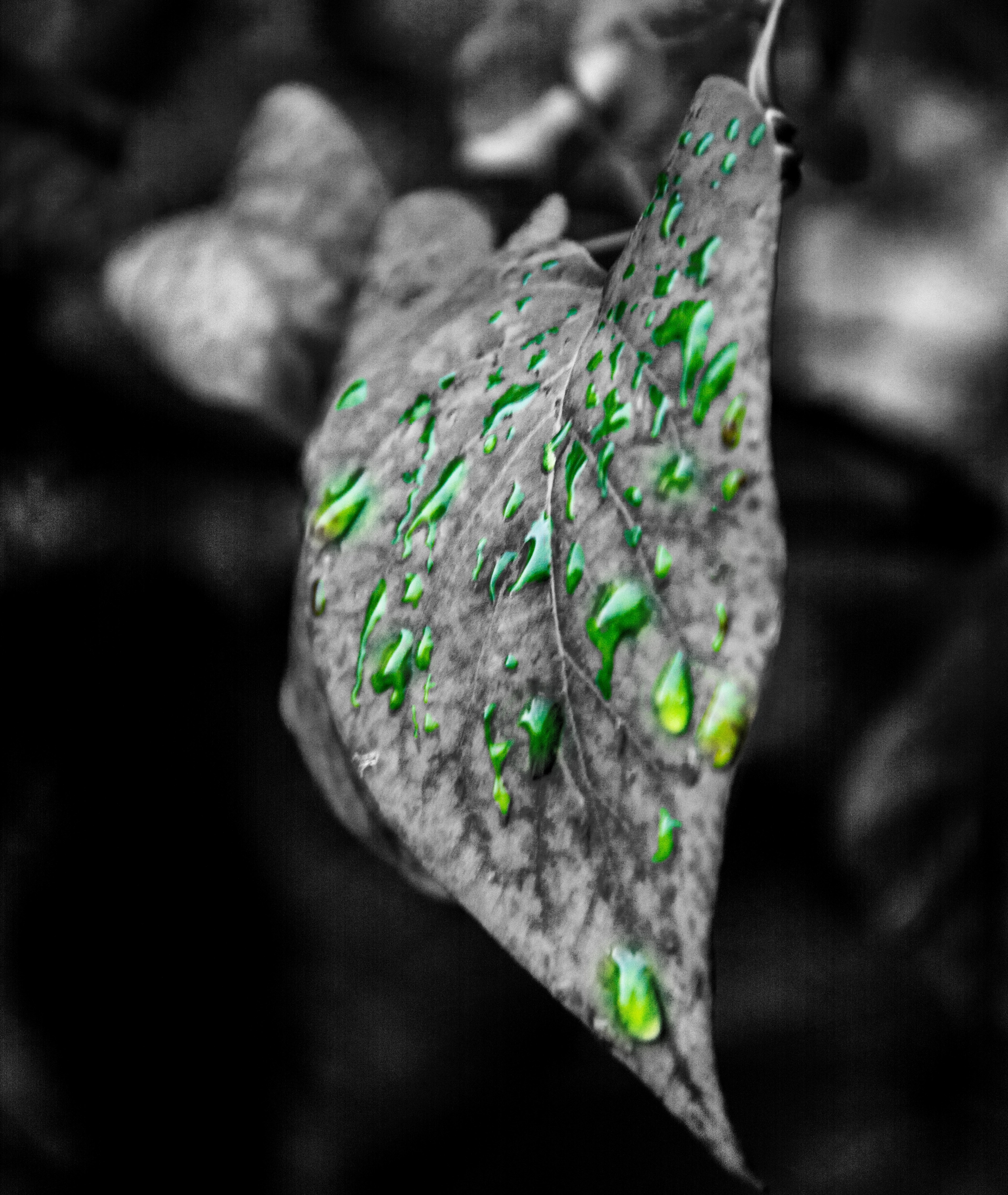 green rain drops 4k, Phone HD Wallpaper