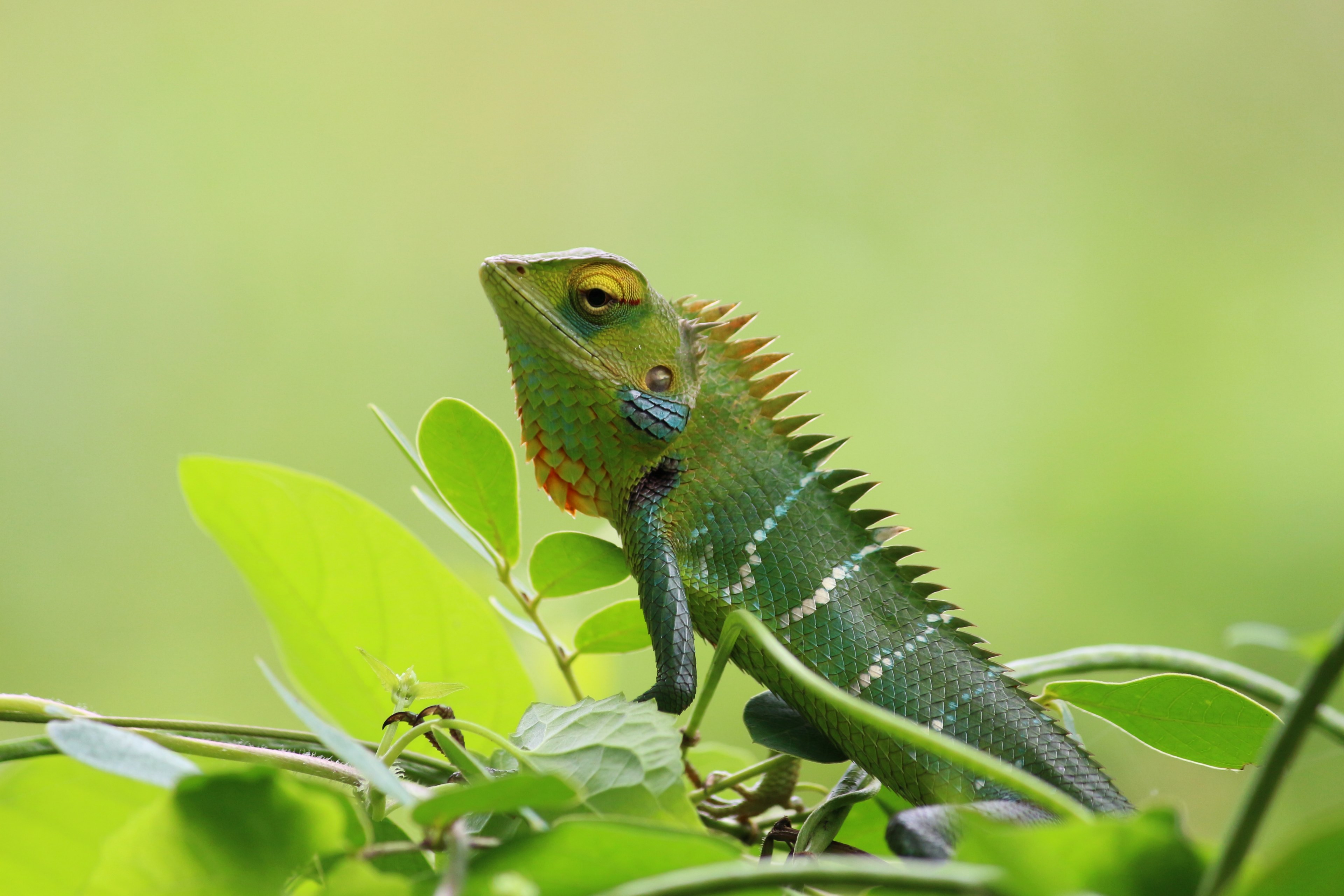 macro of a green chameleon with white stripes and a spiky back balancing on a branch, peaceful chameleon 4k, HD Wallpaper