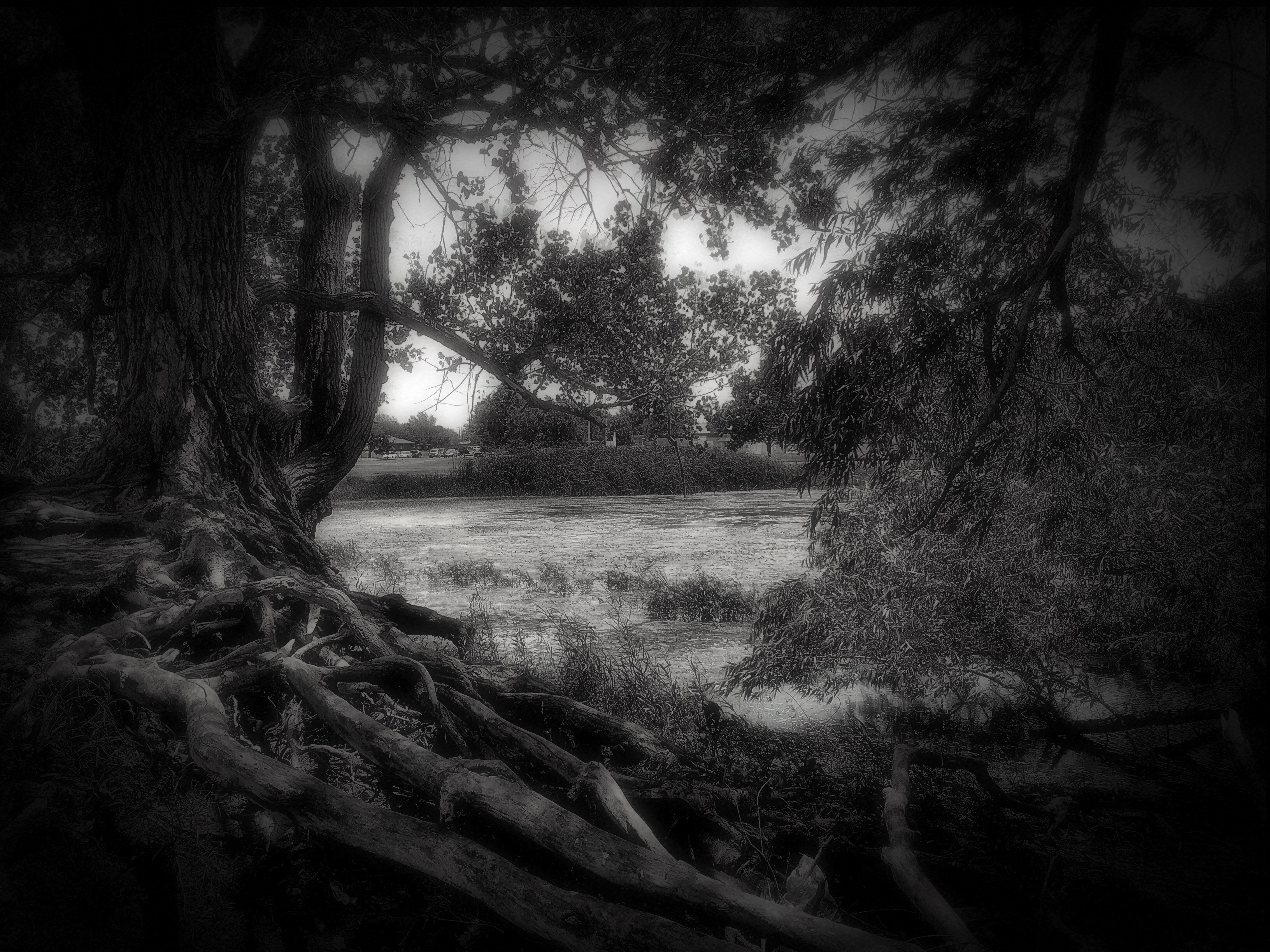 a dark shot looking into an empty field from a forest, _staring out of forest 4k, HD Wallpaper