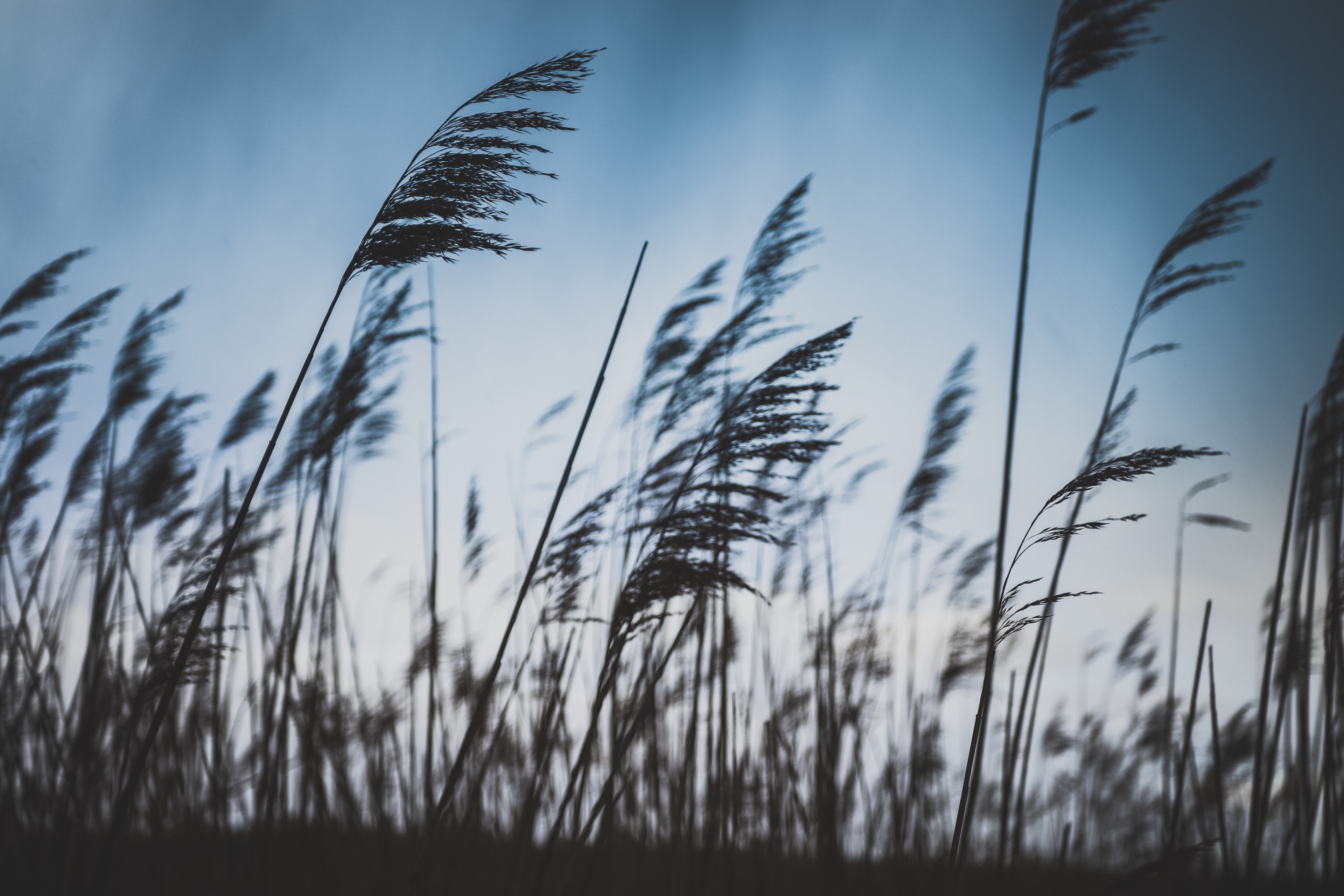 grass breeze dusk and nature 4k, HD Wallpaper