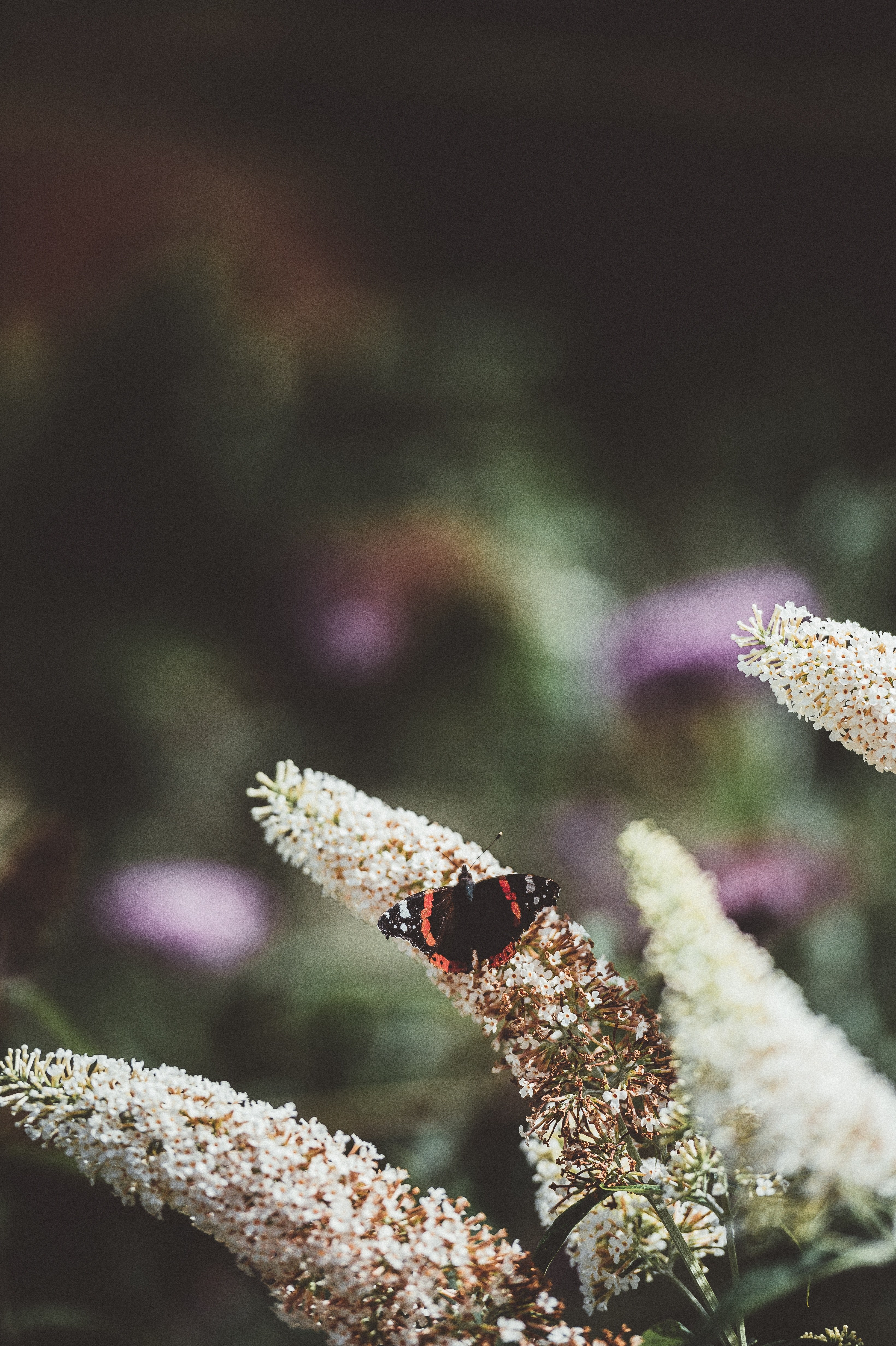butterfly on a buddleia 4k, Phone HD Wallpaper