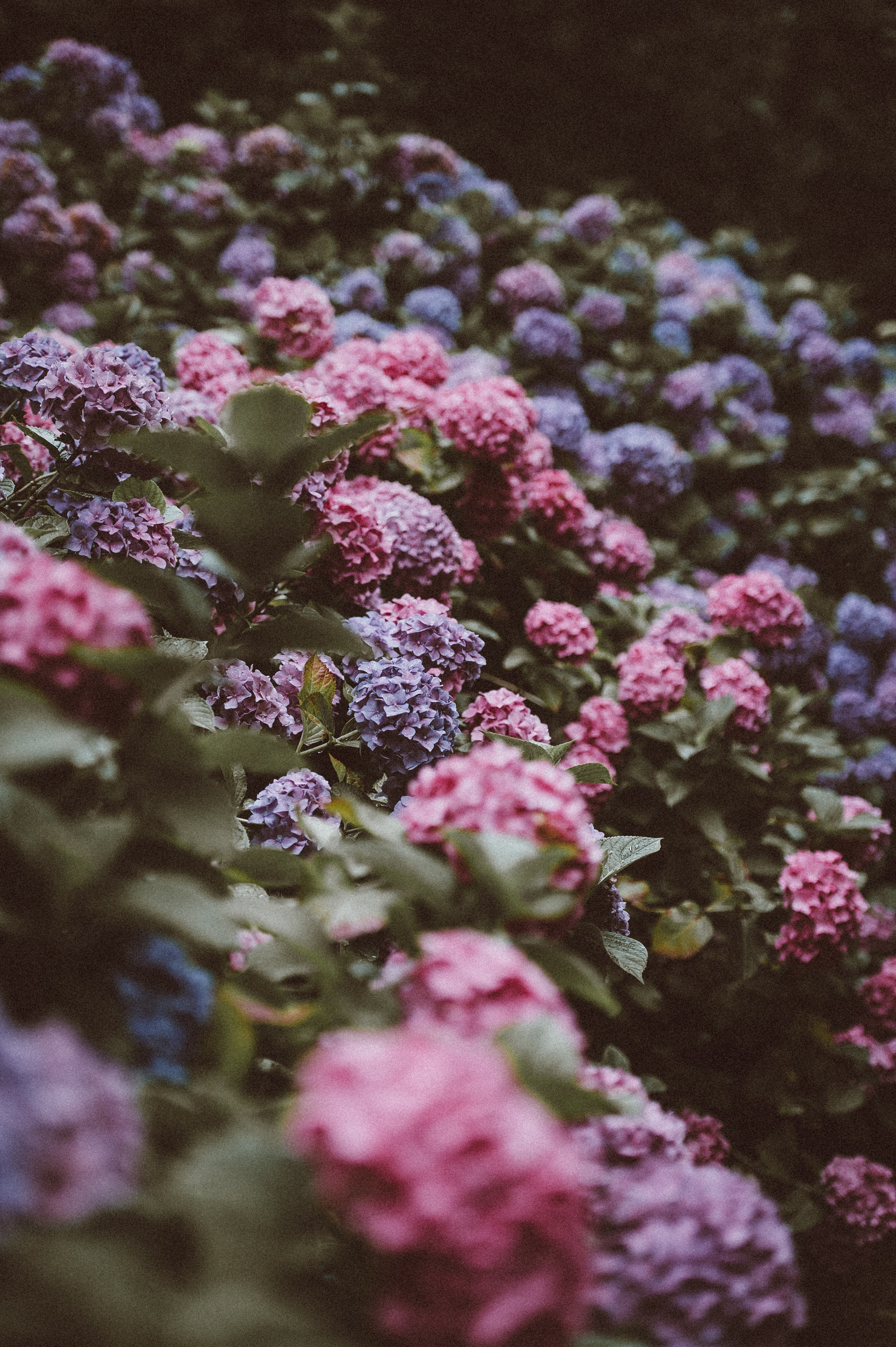 hydrangeas at exbury gardens hampshire 4k, Phone HD Wallpaper
