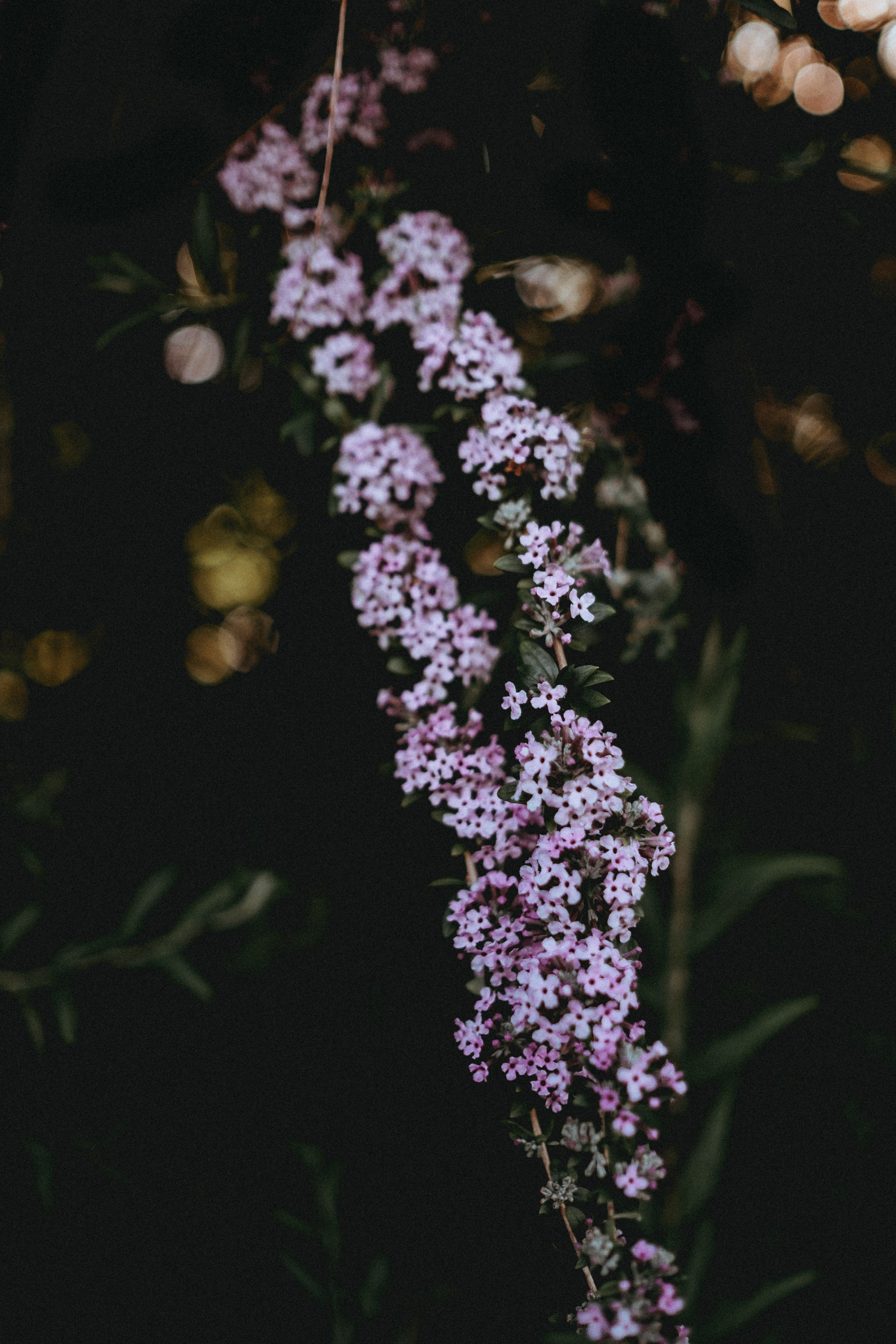 a cluster of tiny pink flowers with bokeh effect in the dark background, florals 4k, Phone HD Wallpaper