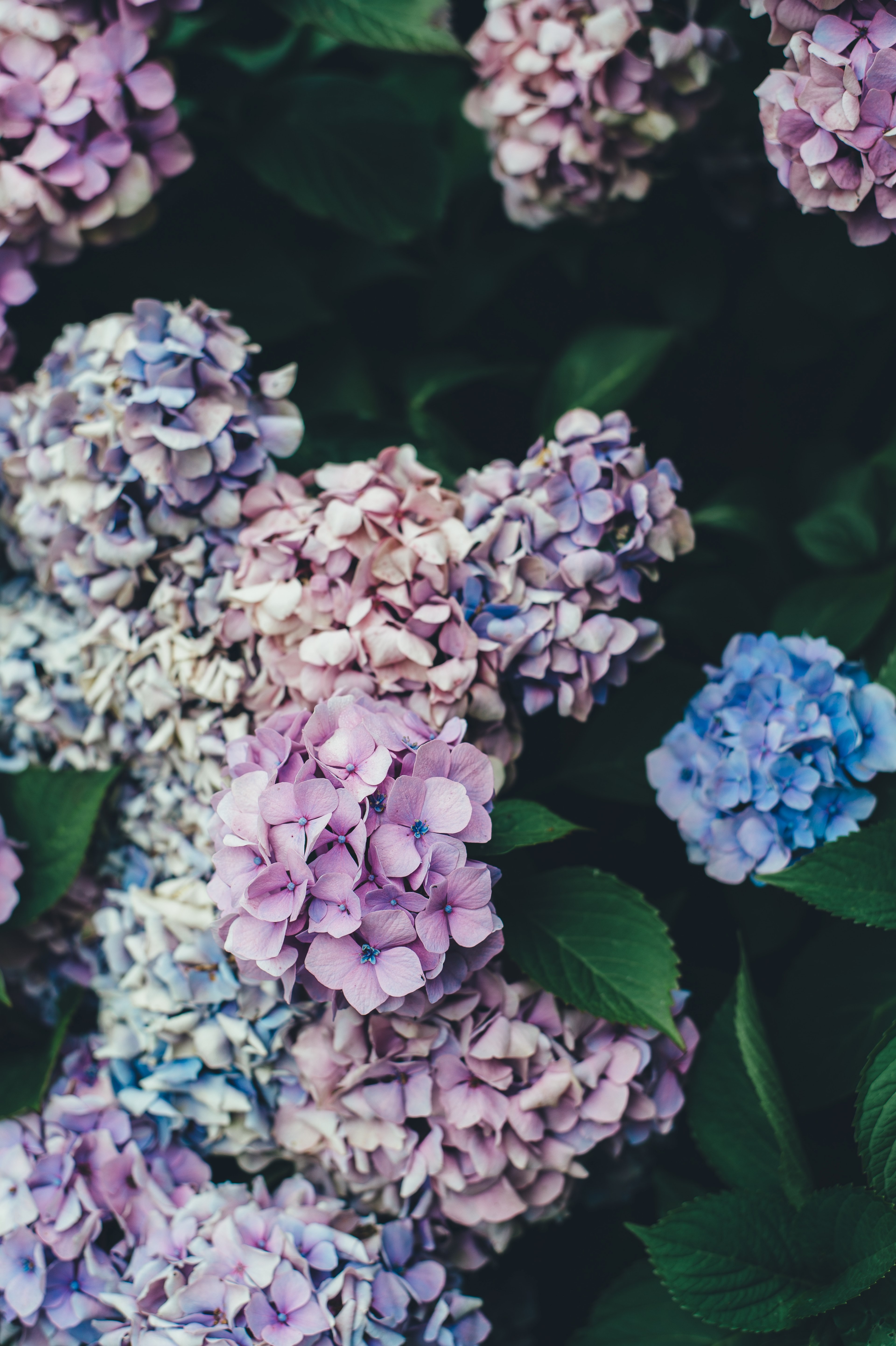 bloom flower and hydrangea hd, 4k, Phone HD Wallpaper