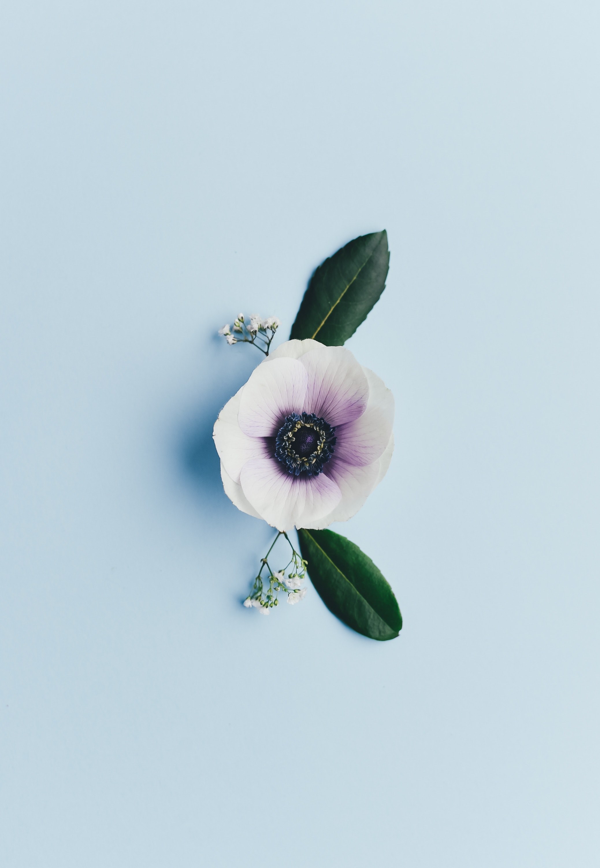 petal leafe leaf and floral hd, 4k, Phone HD Wallpaper