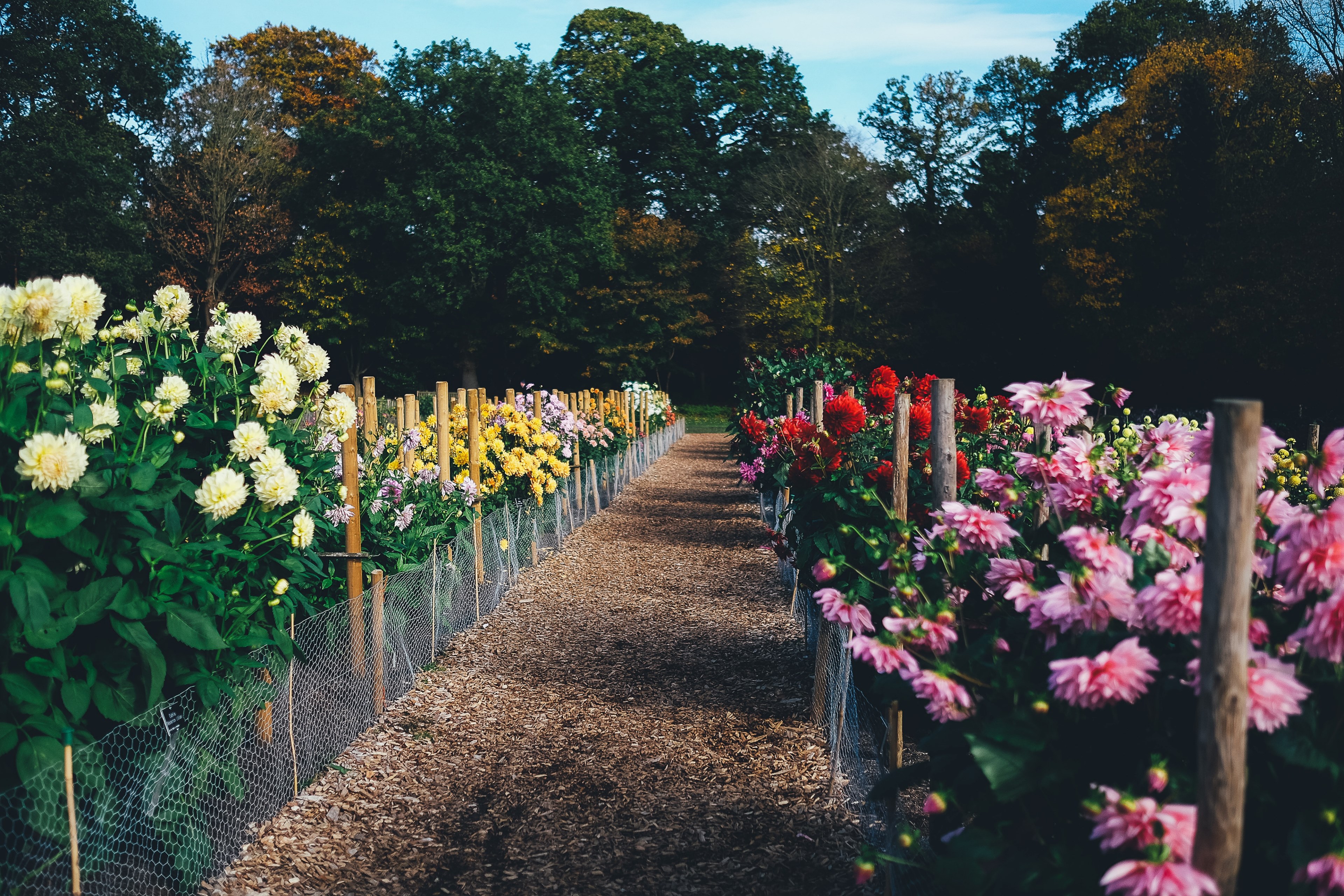 colourful bloom garden and floral 4k, HD Wallpaper