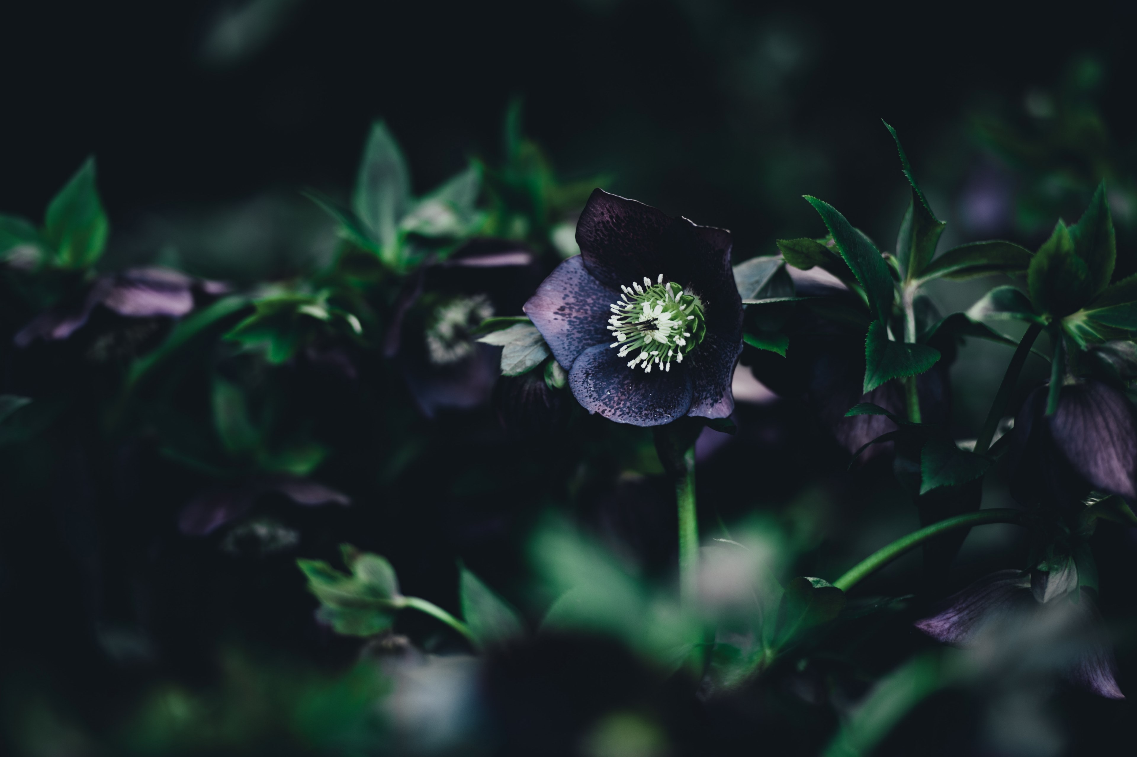 close up of black hellebore flowers among leaves, black hellebore 4k, HD Wallpaper