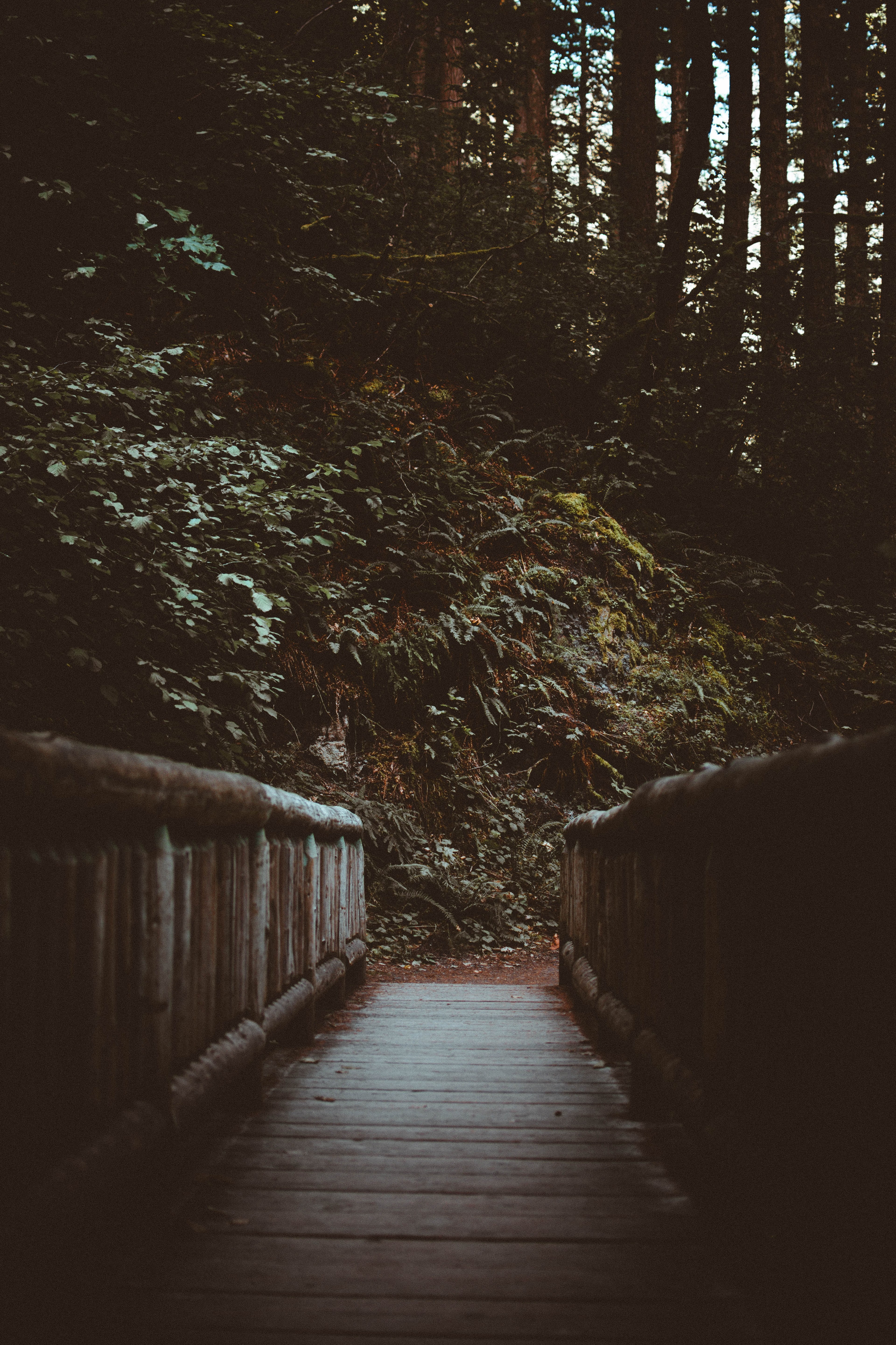 bridge wooden walkway and boardwalk hd, 4k, Phone HD Wallpaper
