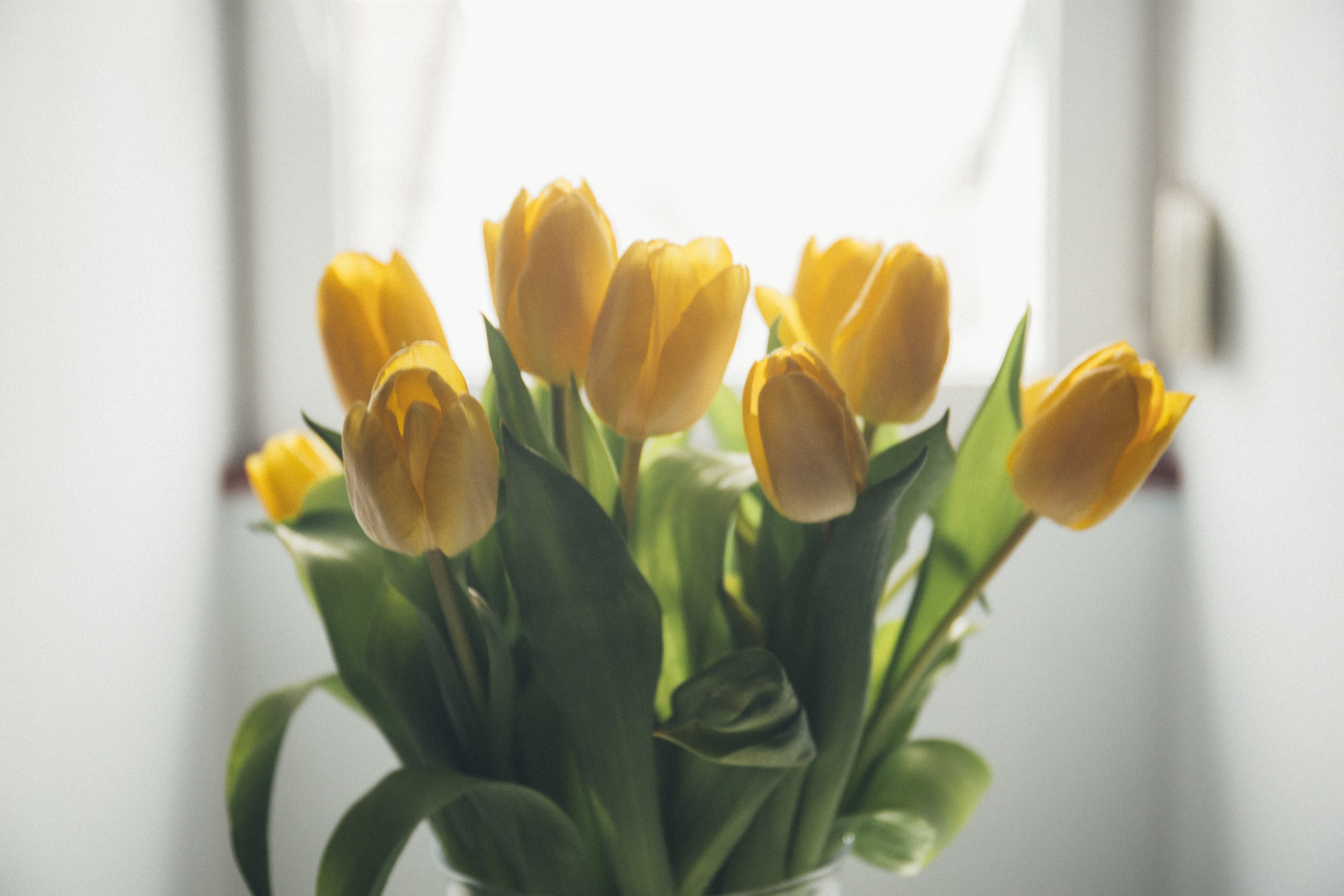 spring floral flower and tulip 4k, HD Wallpaper