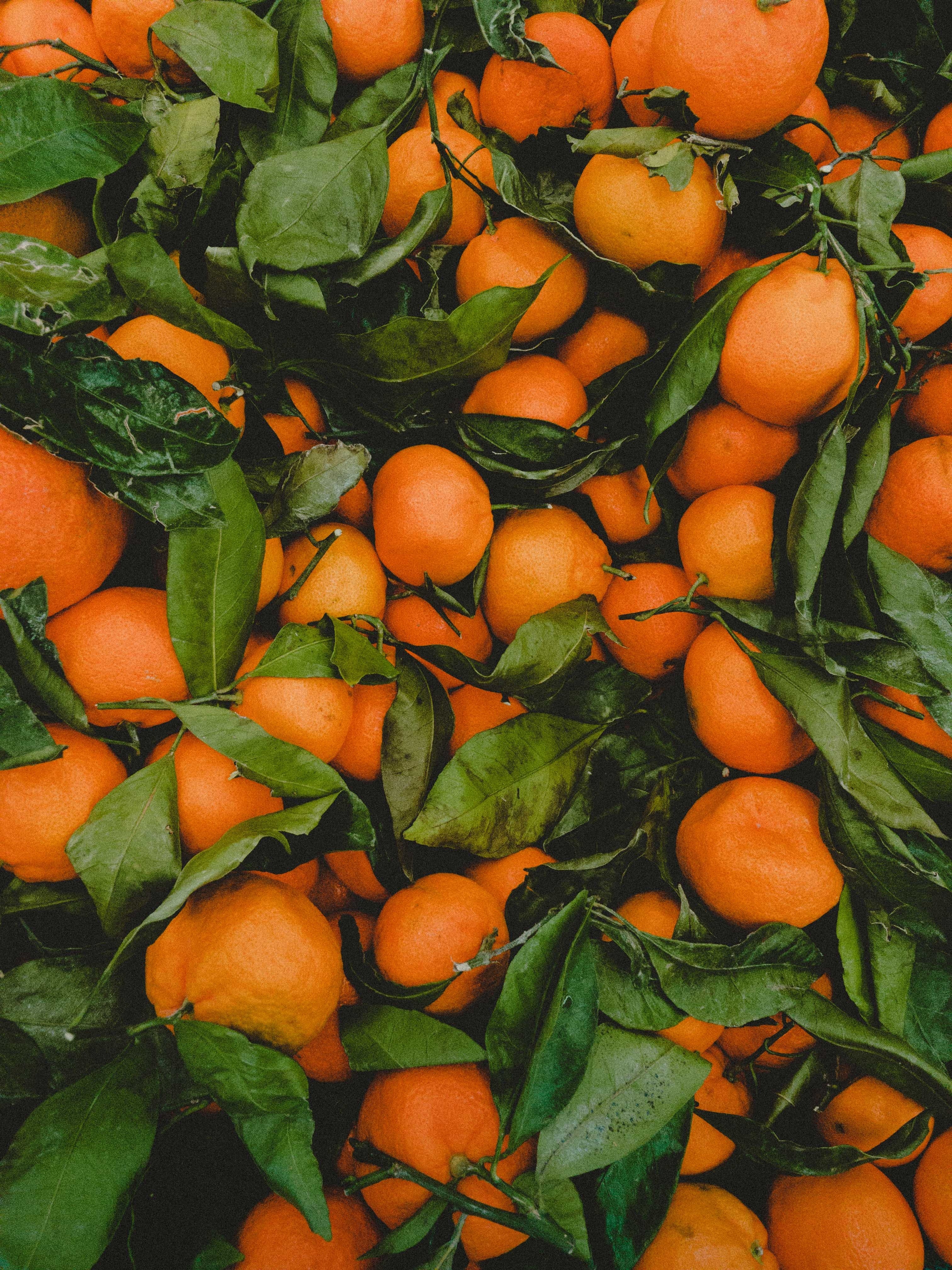 orange fruit leaf and harvest hd, 4k, Phone HD Wallpaper