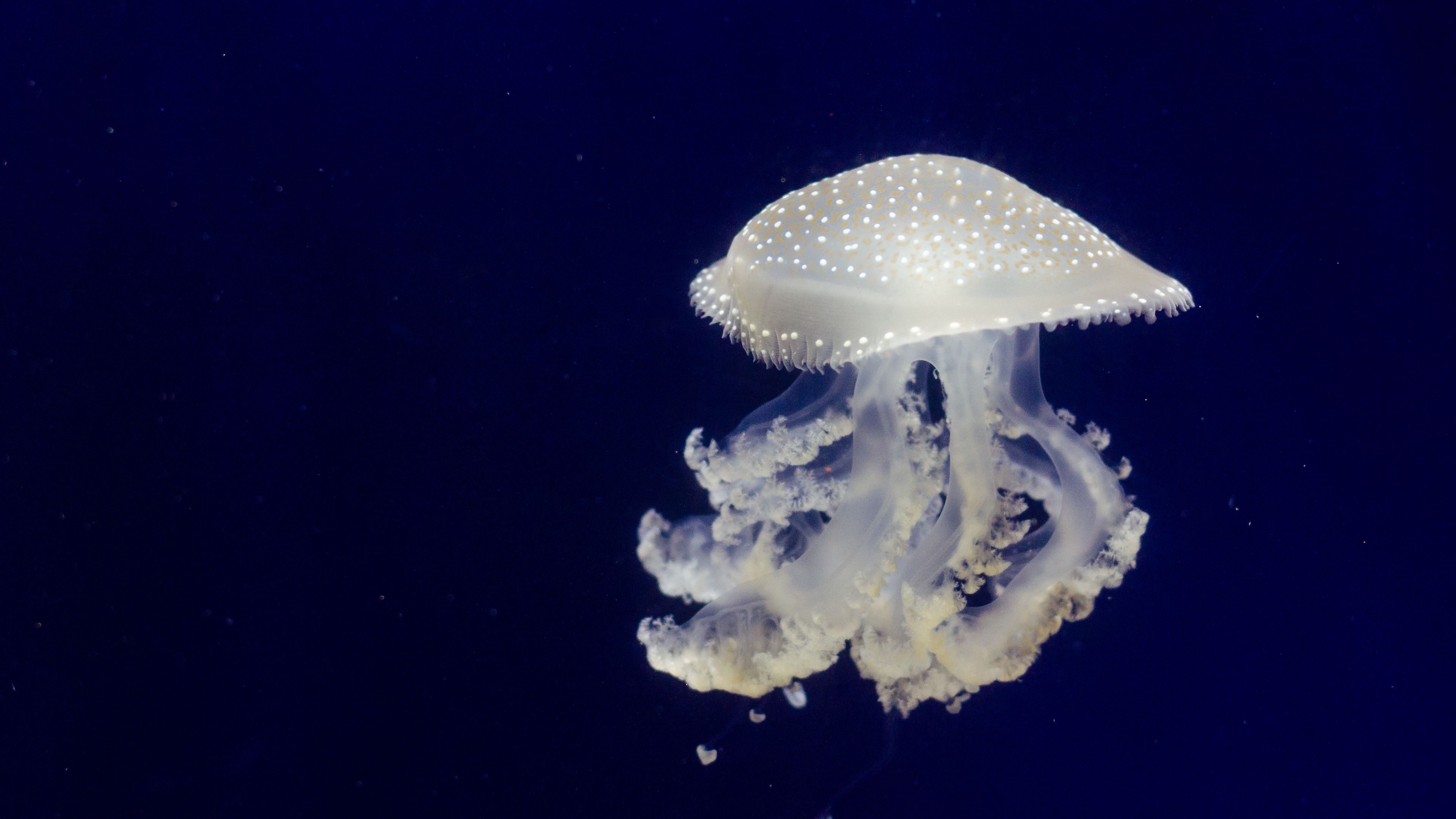 jellyfish, tentacles, underwater world, 4k, HD Wallpaper