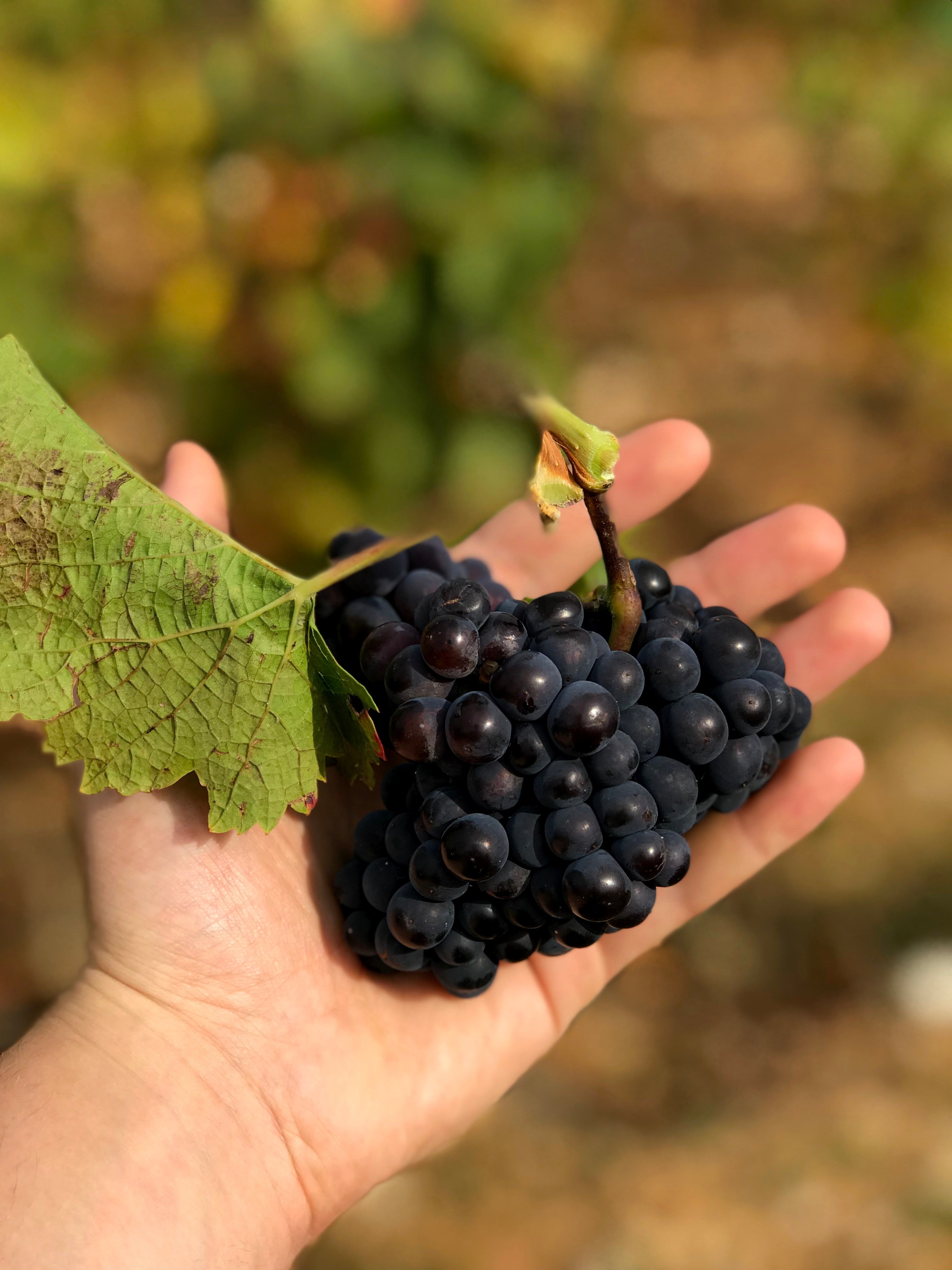 harvest in burgundy 4k, Phone HD Wallpaper