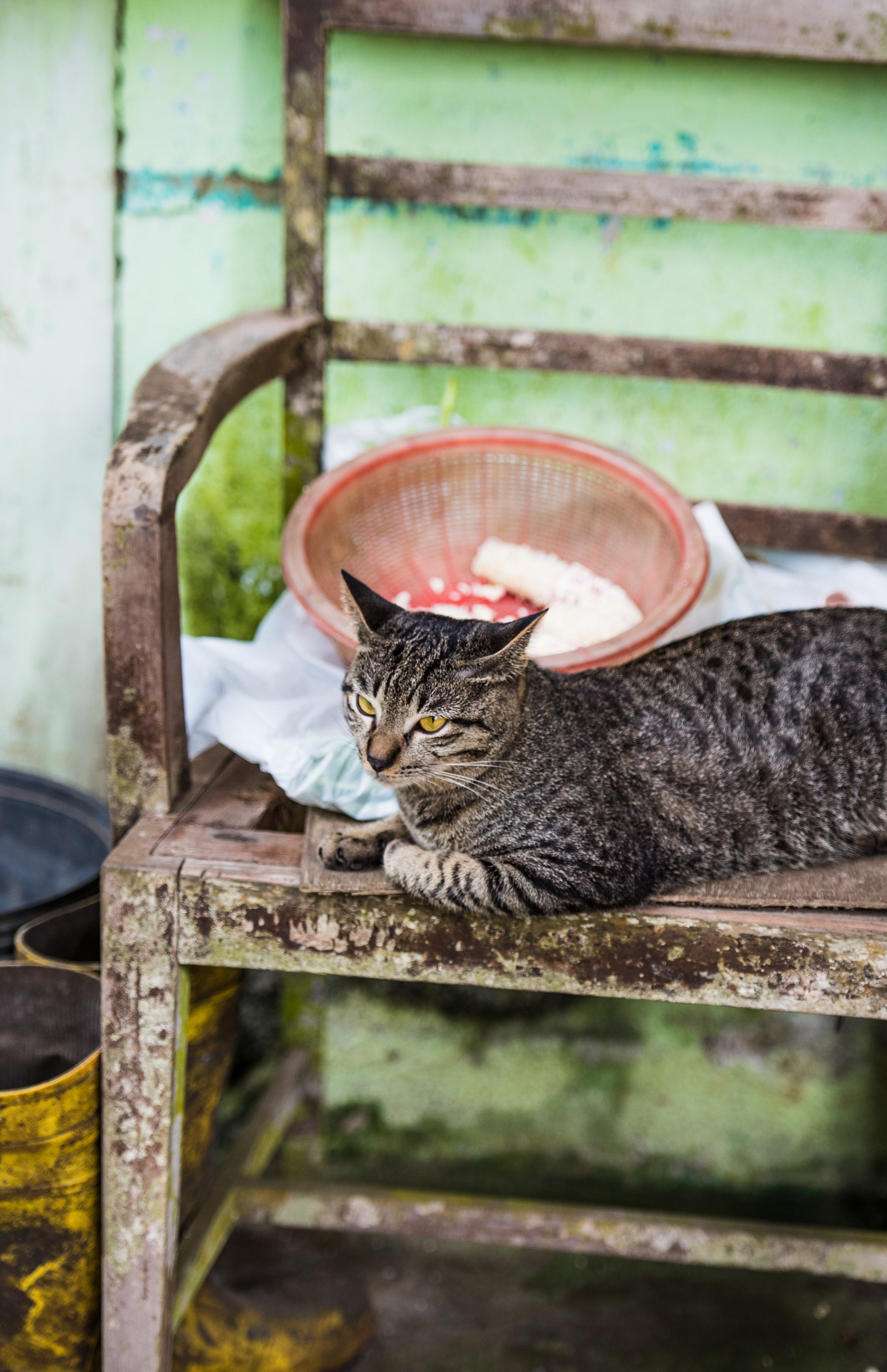 a tabby cat resting on an old rusty bench, catitude 4k, Phone HD Wallpaper