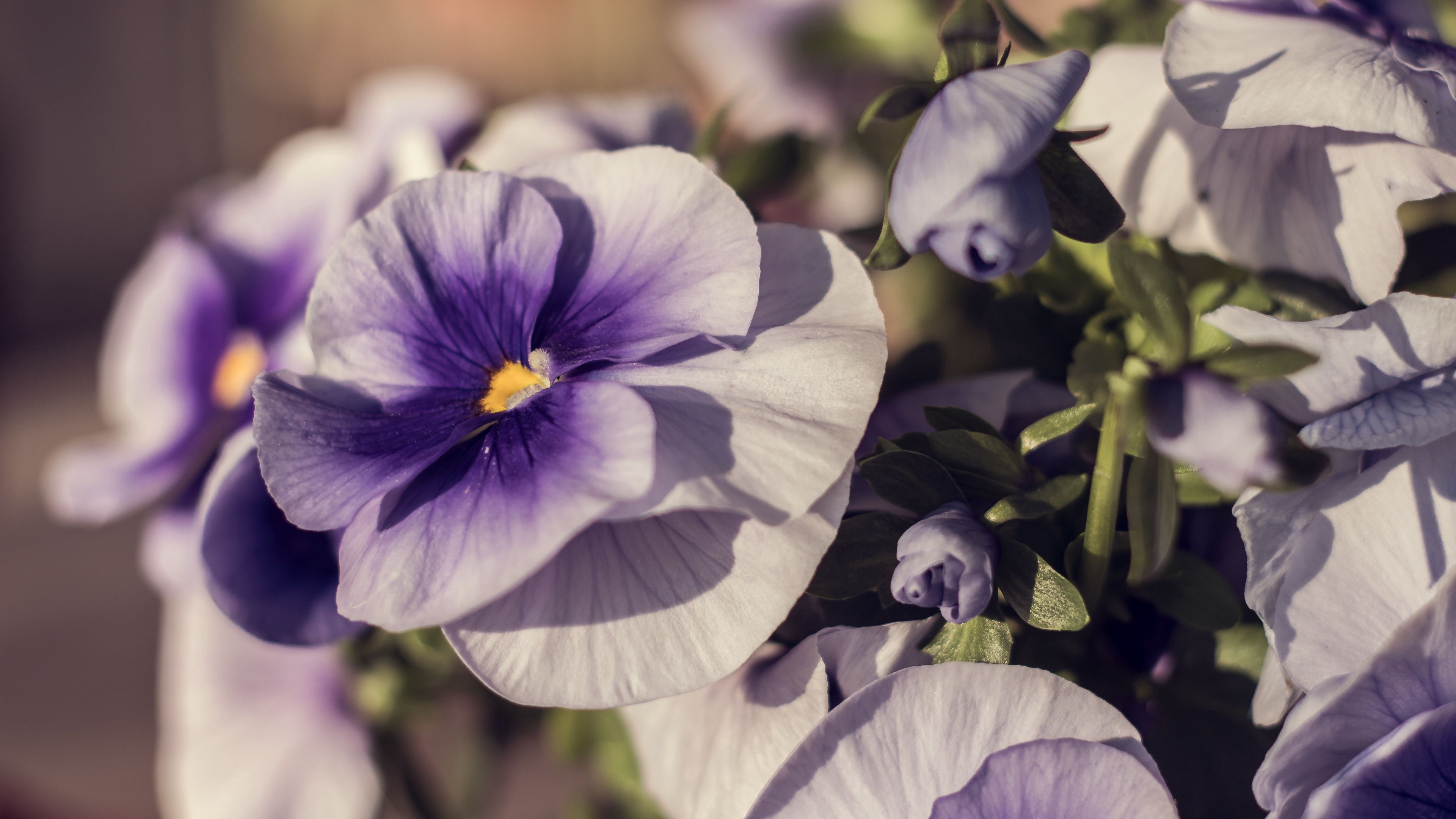 violets, flowers, petals, 4k, HD Wallpaper