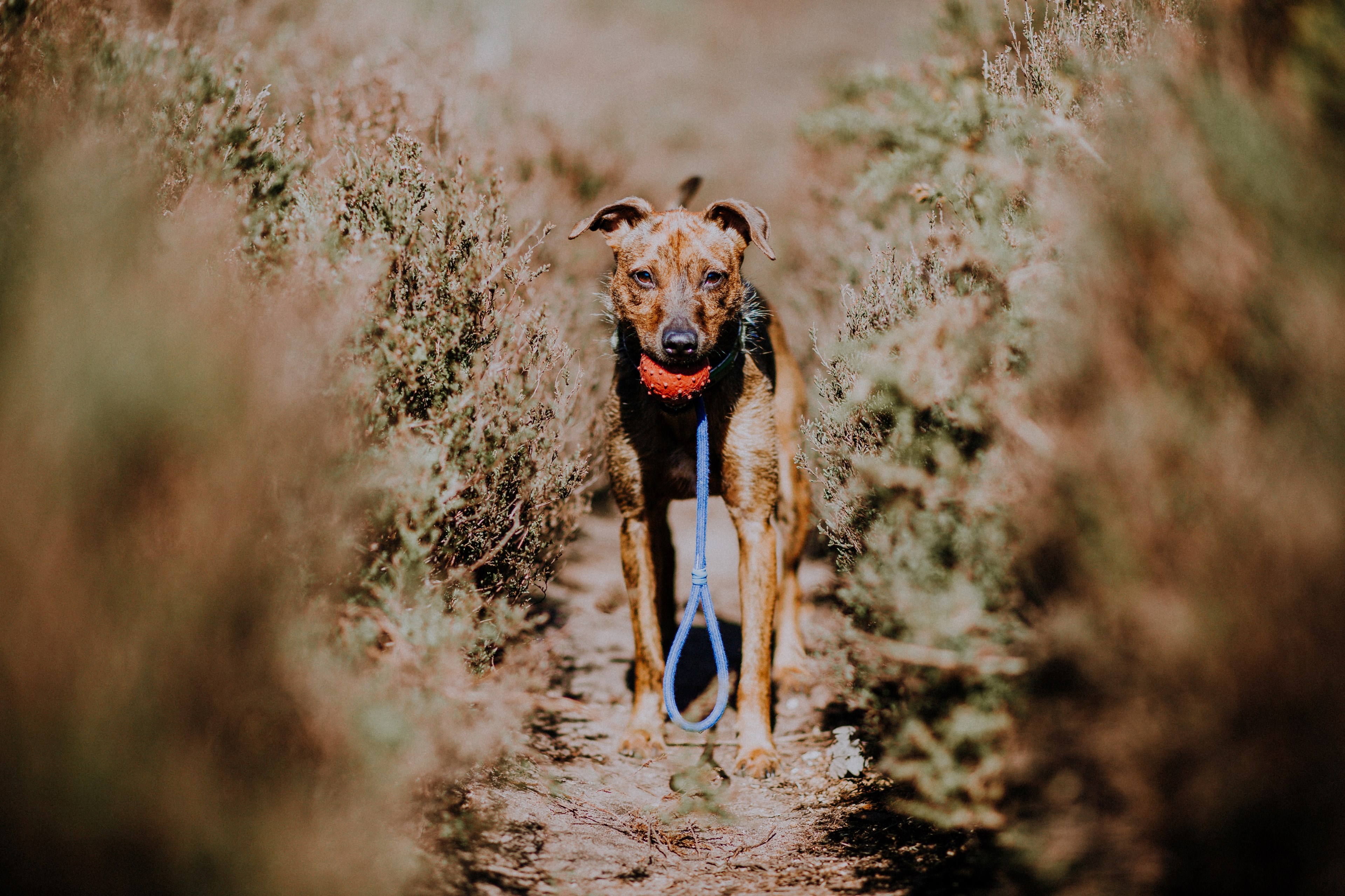 dog pet hound and puppy 4k, HD Wallpaper