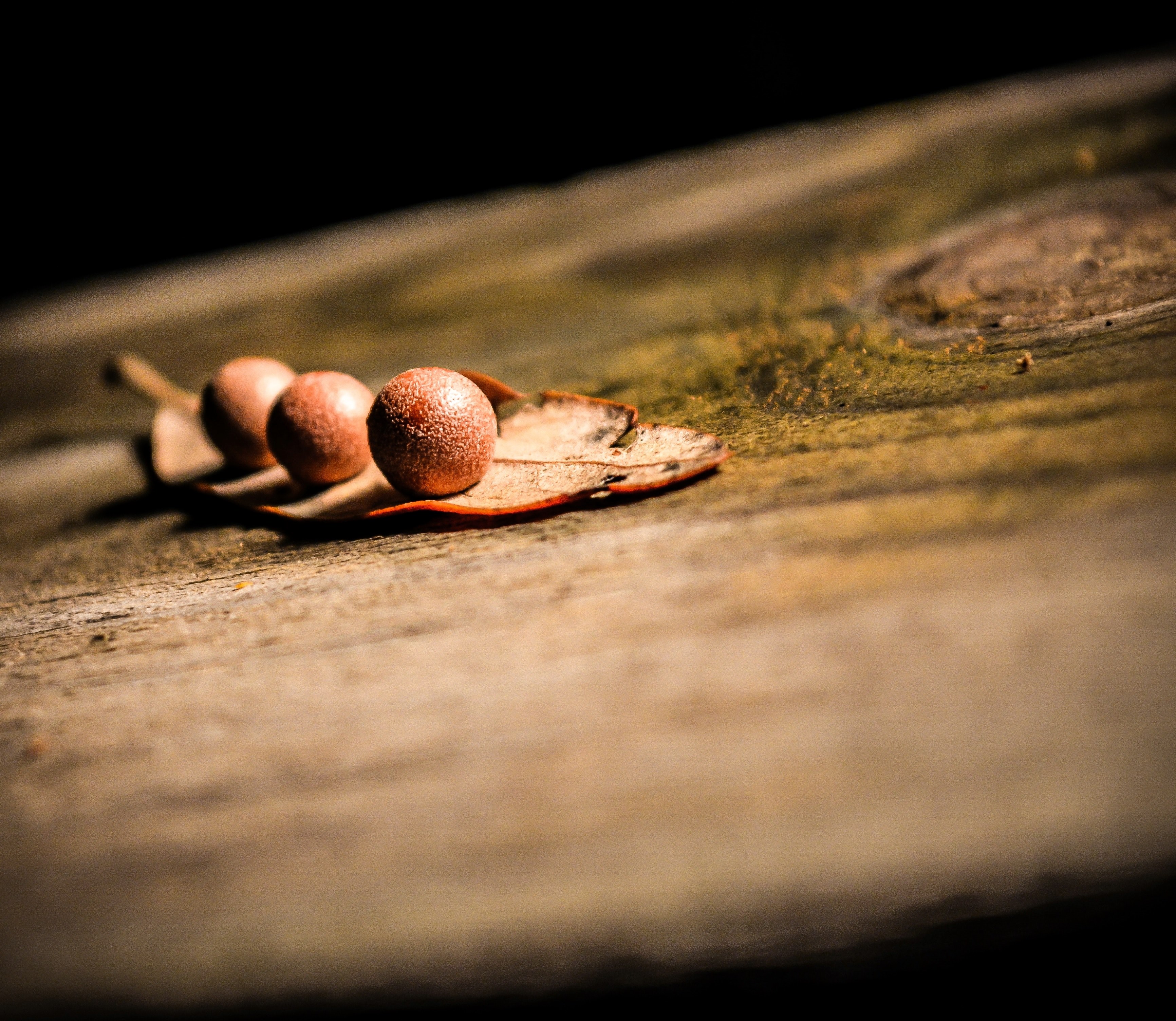 nature seed ring and wood 4k, HD Wallpaper
