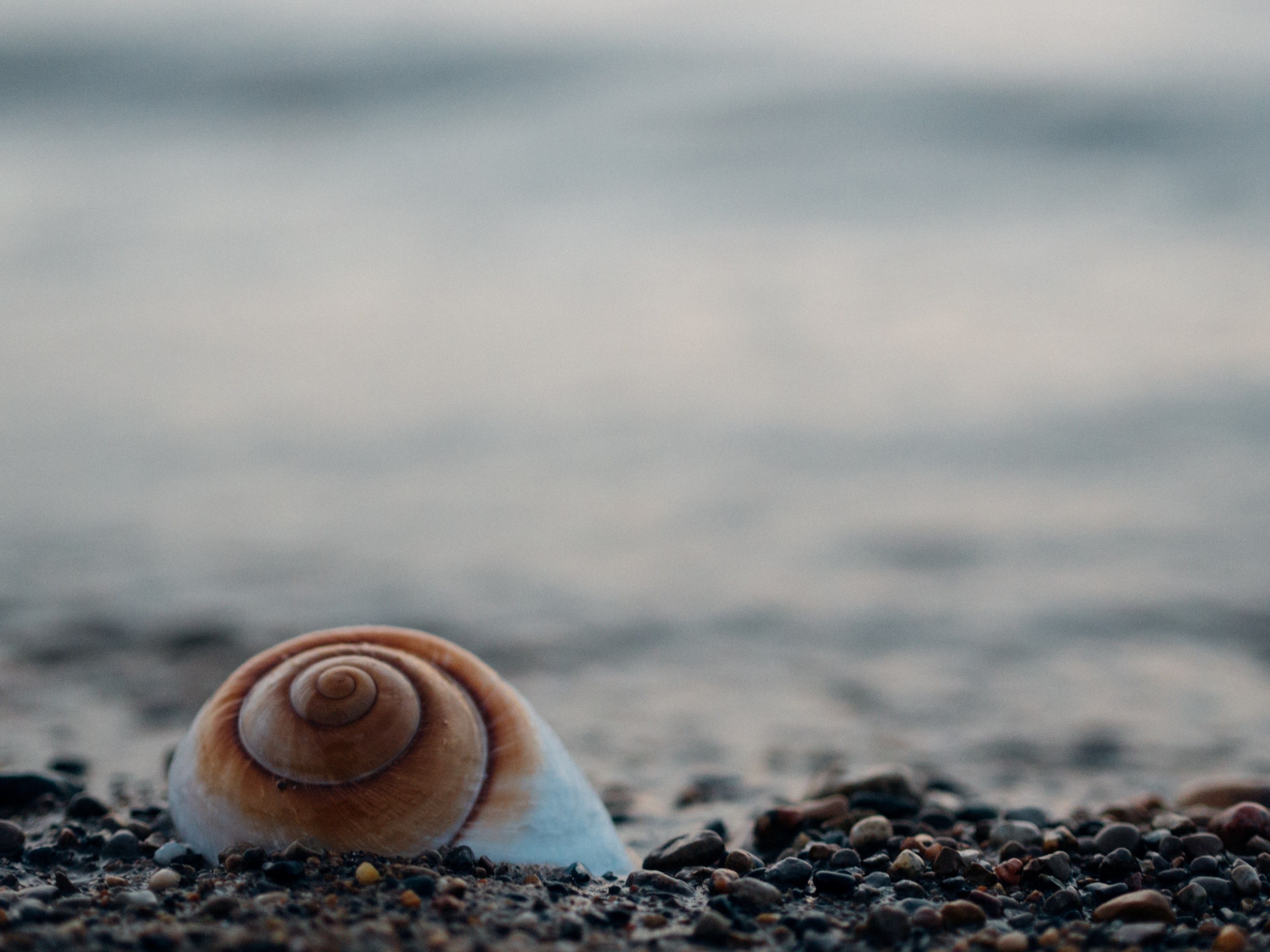 seashell on a small pebble beach shoreline, seashell 4k, HD Wallpaper