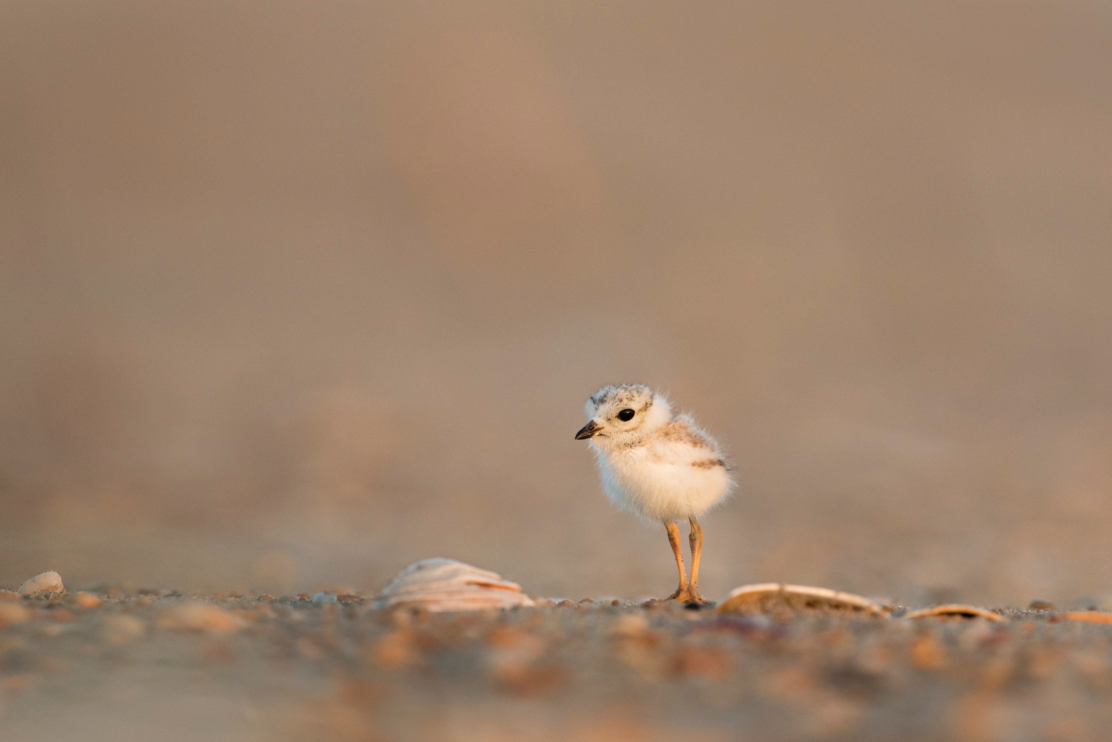 wallpaper animal wallpapers animal backgrounds and chick 4k, HD Wallpaper
