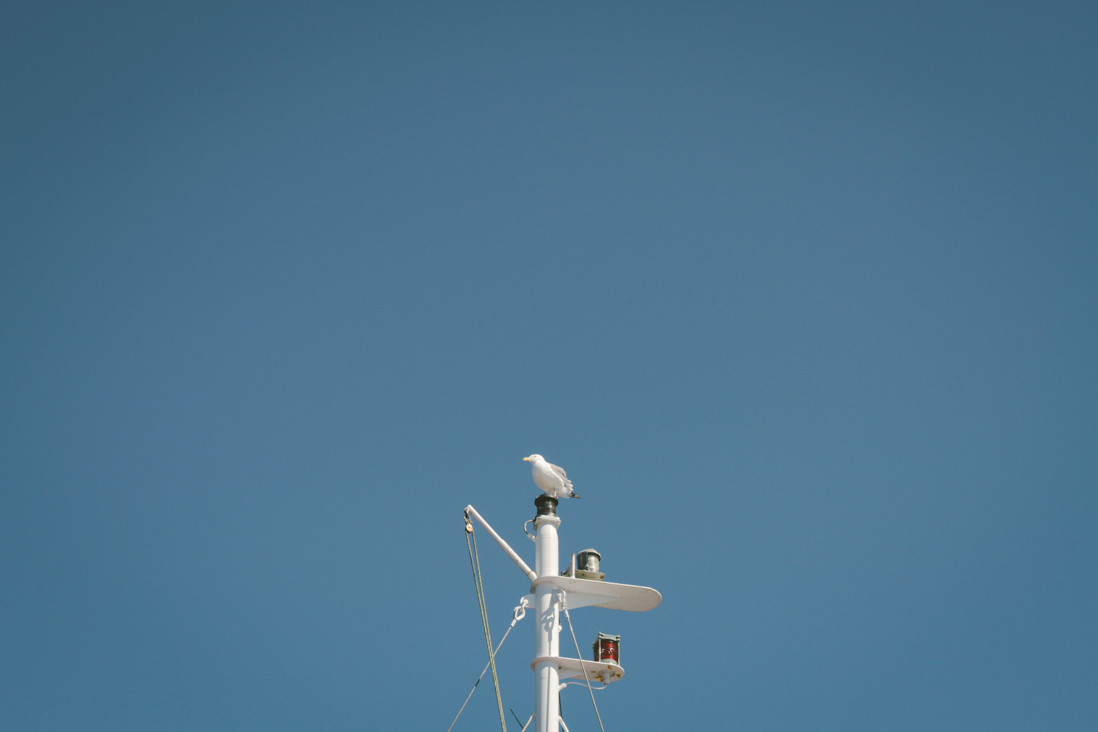 seagull perched at the top of a boat mast against a blue sky, seagull perched high 4k, HD Wallpaper