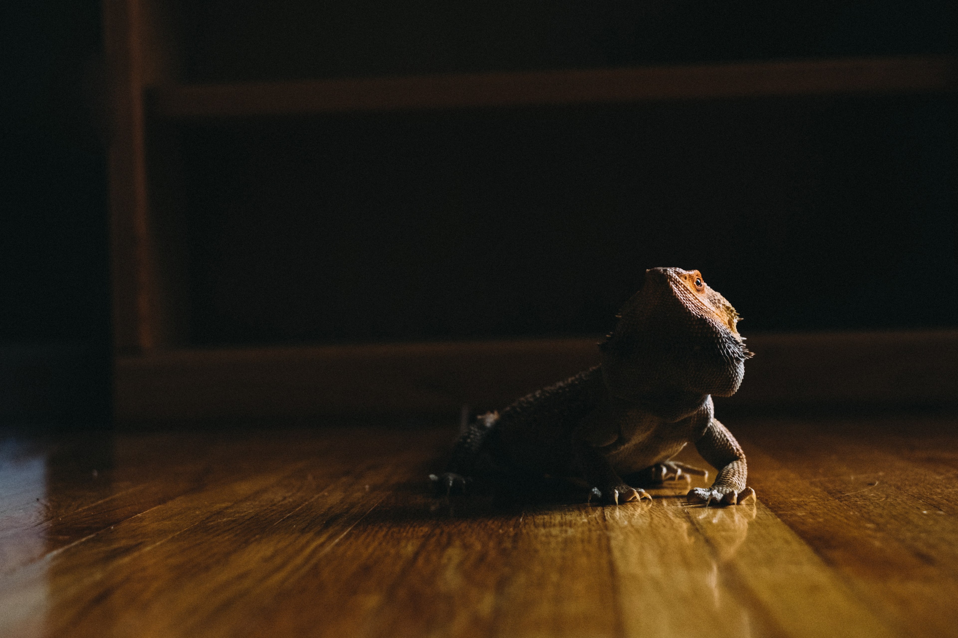 sunday morning run around the house 4k, HD Wallpaper