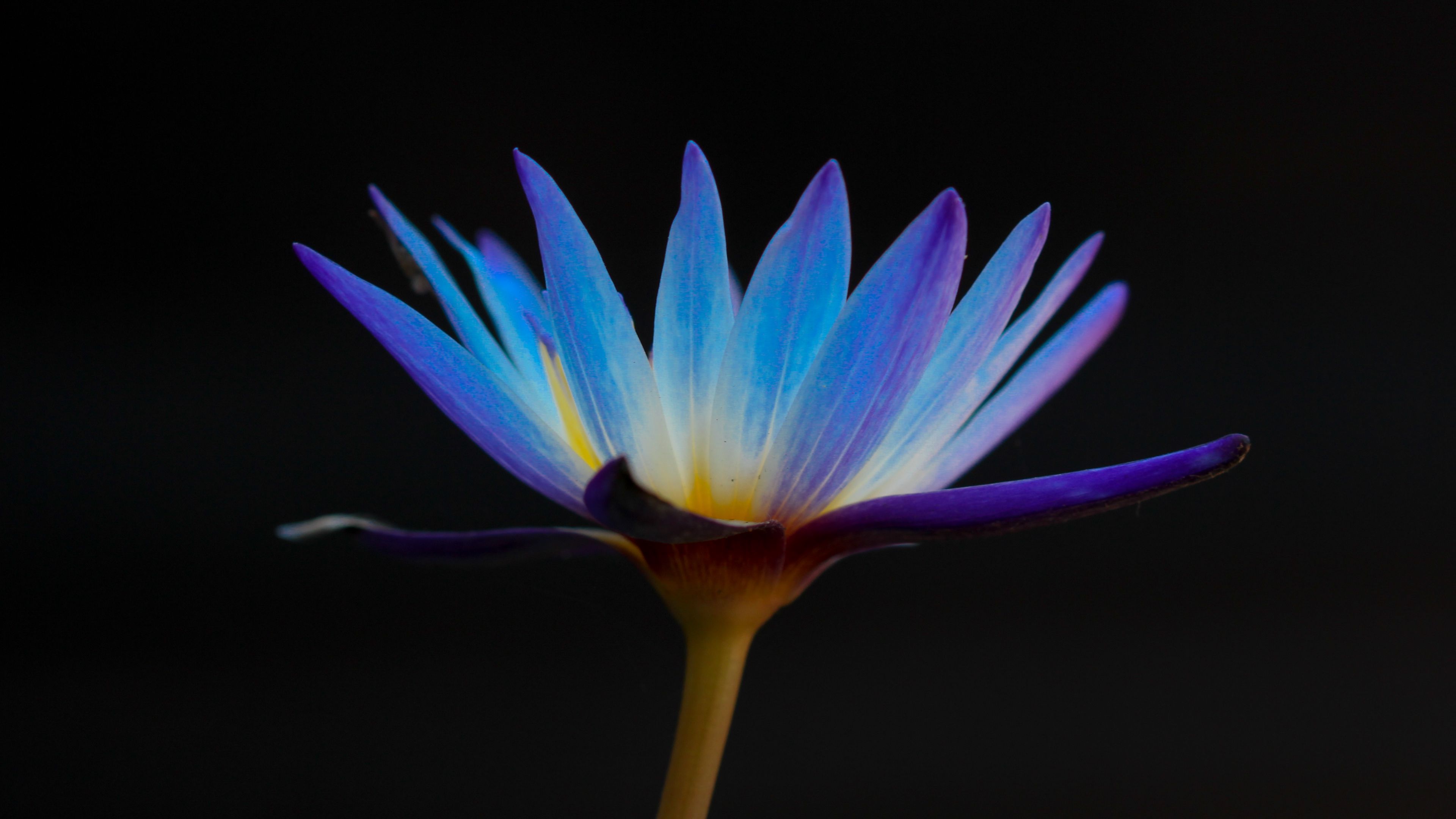 flower, lily, petals, 4k, HD Wallpaper