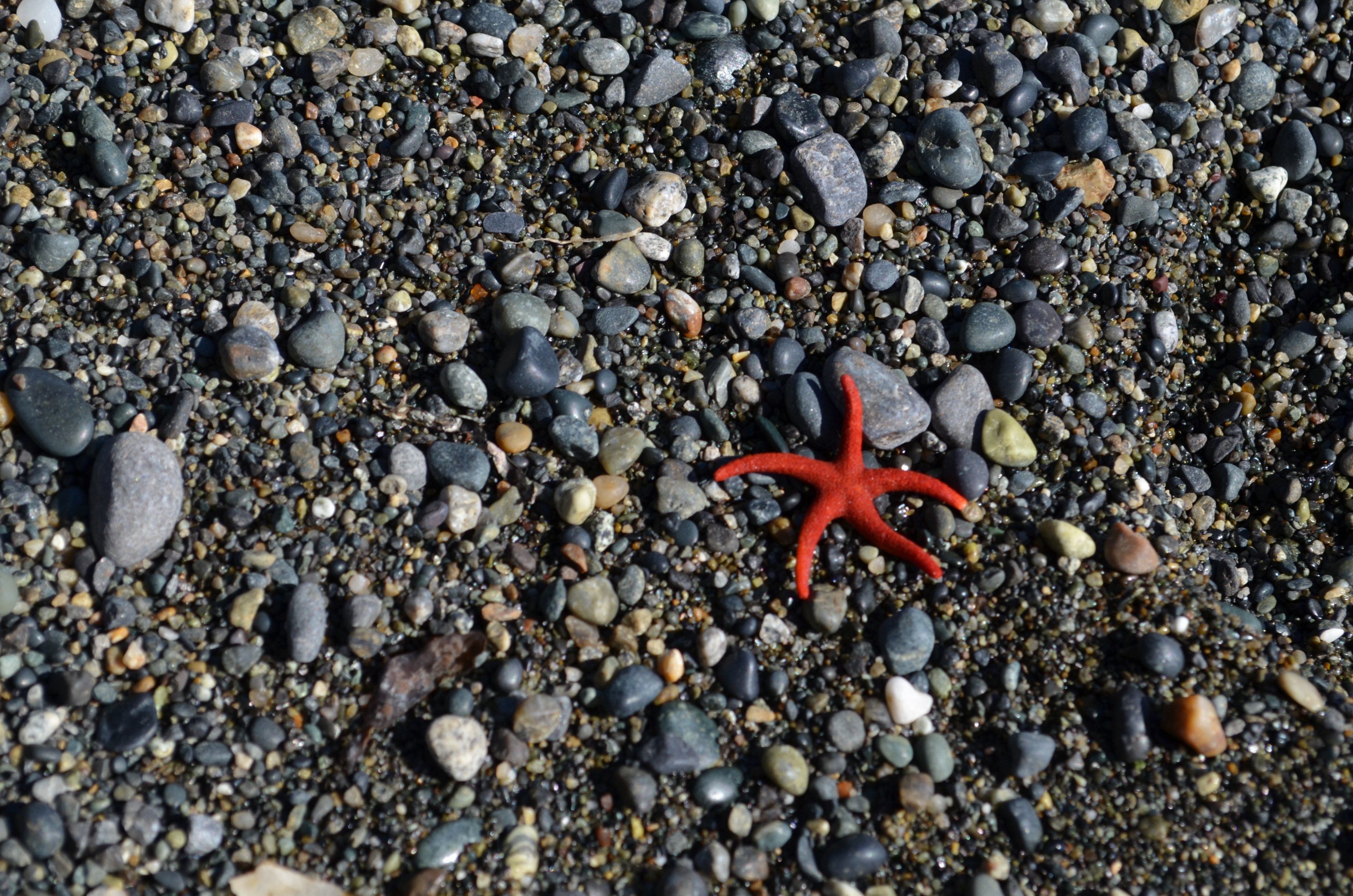 starfish on a pebble rock beach, starfish on a pebble beach 4k, HD Wallpaper