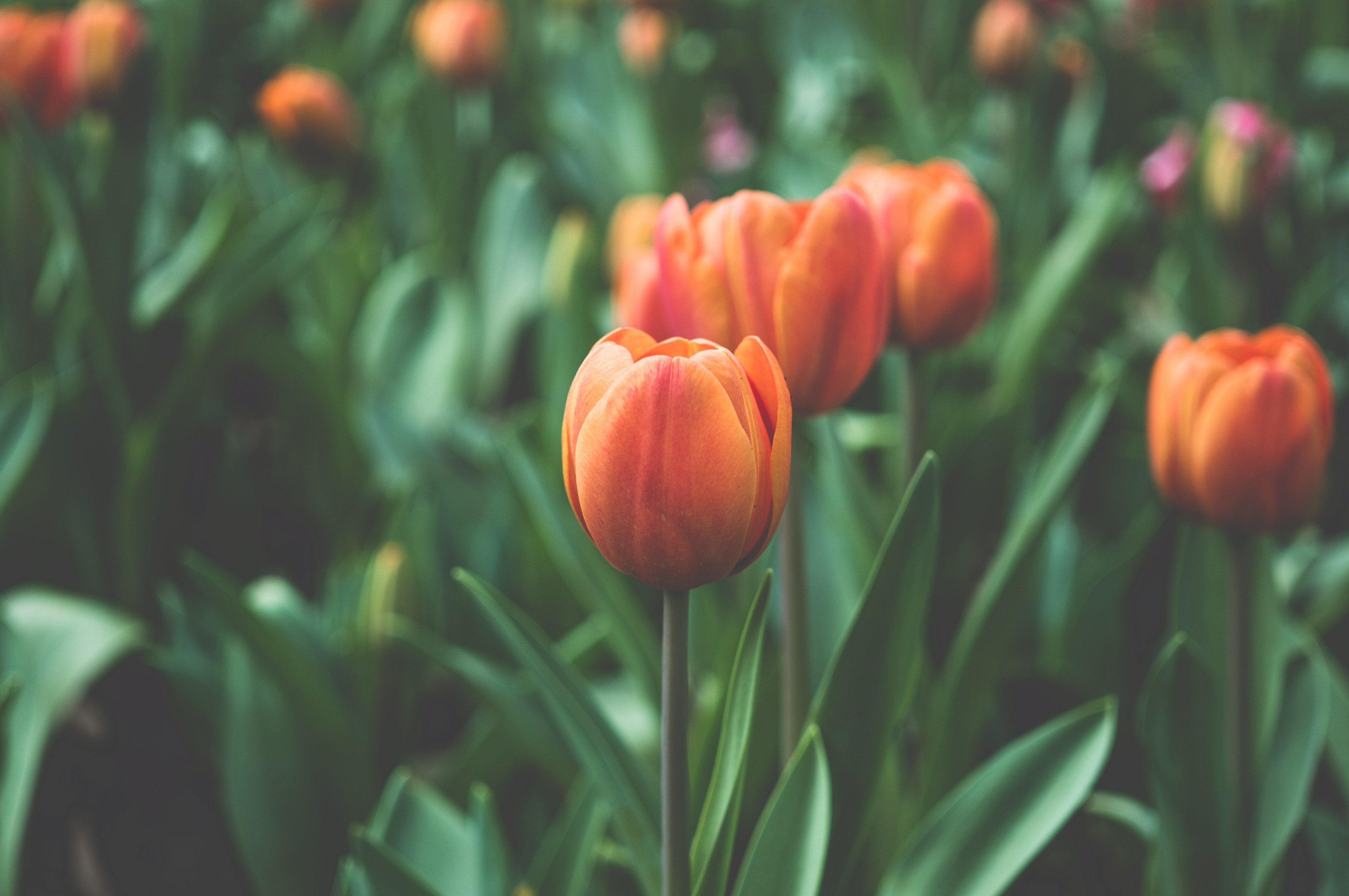 natural close up of orange tulip blooming in field in spring, tulips standing at attention 4k, HD Wallpaper